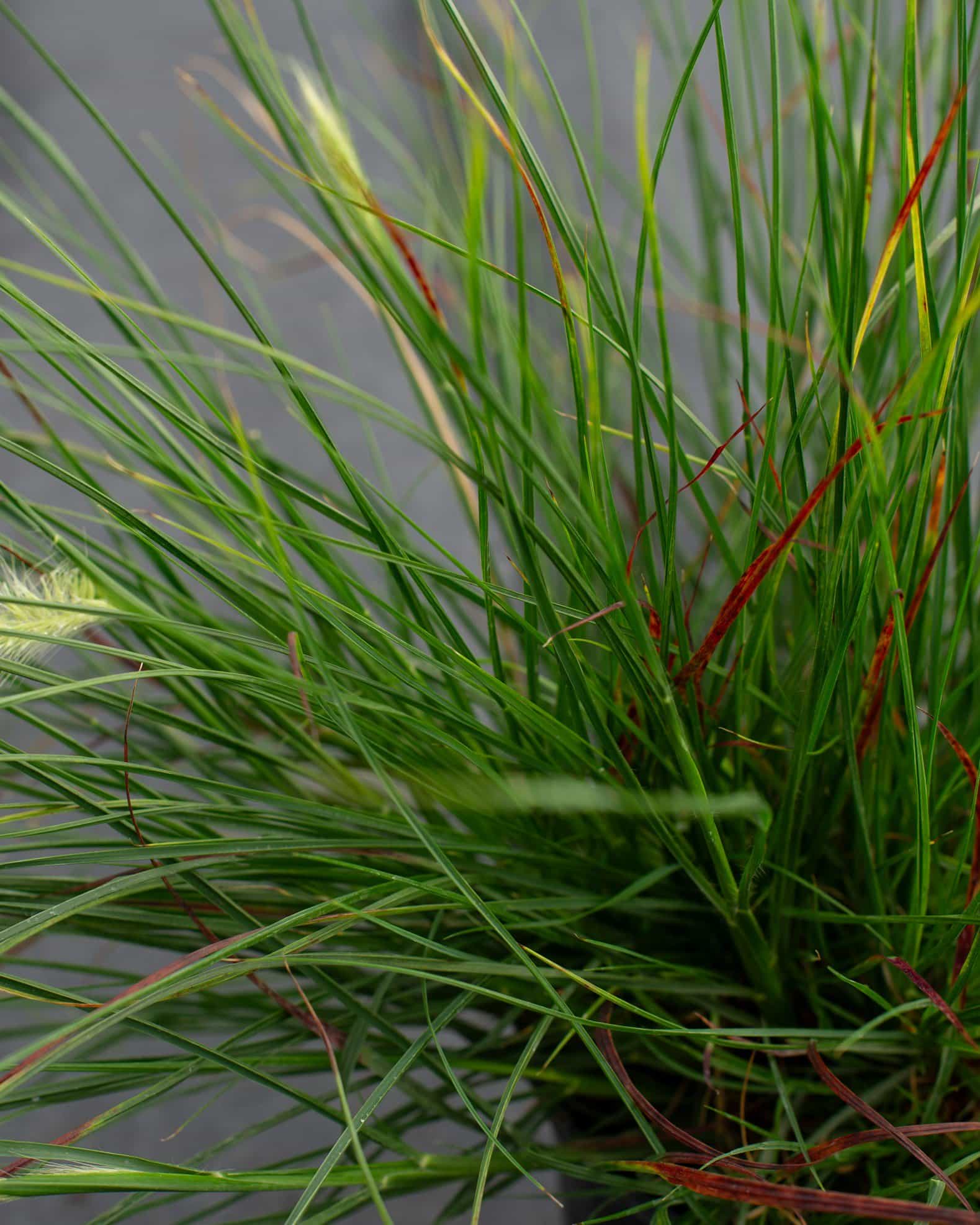 Dwarf Hameln Fountain Grass - view 2