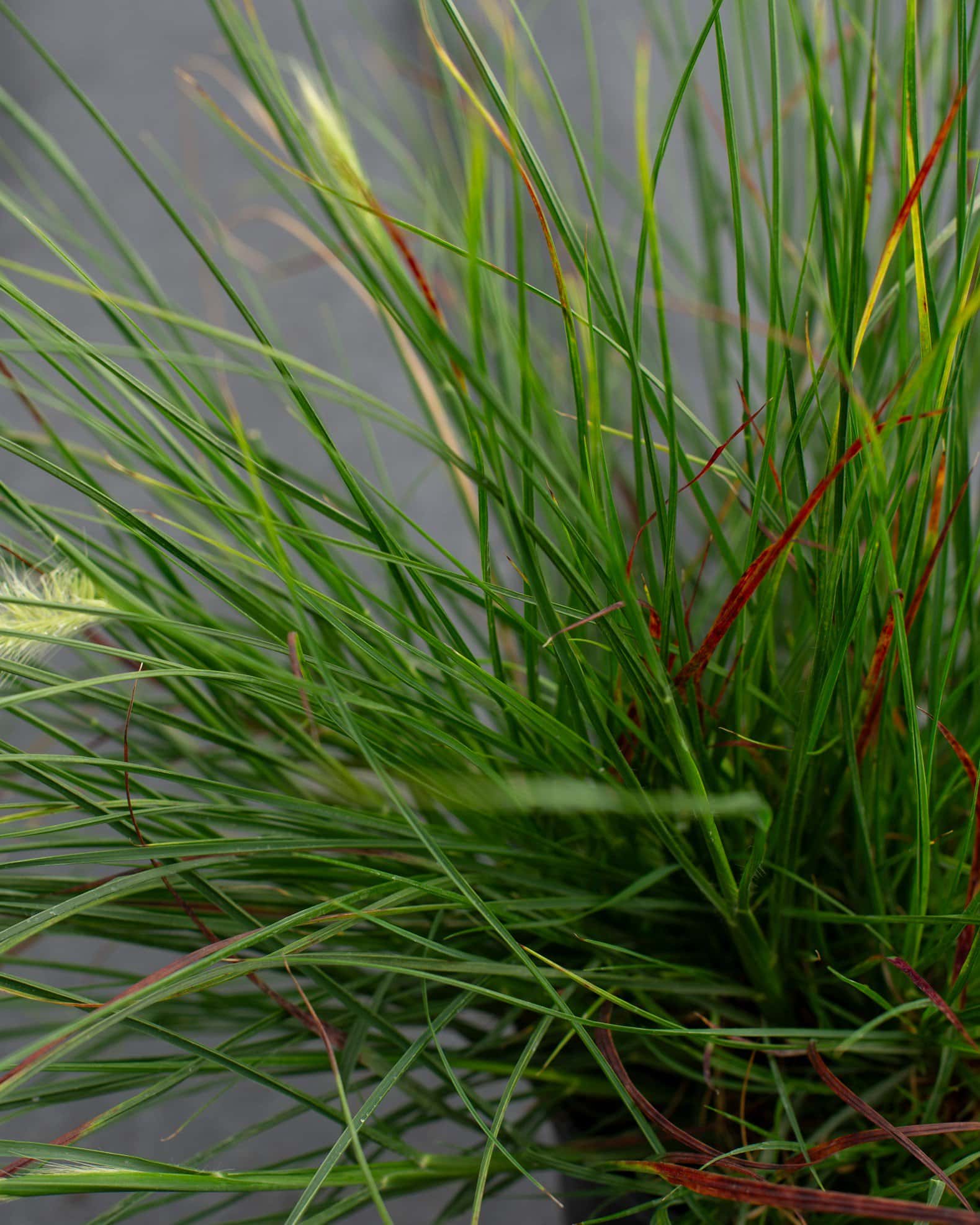 Dwarf Hameln Fountain Grass - Image 3