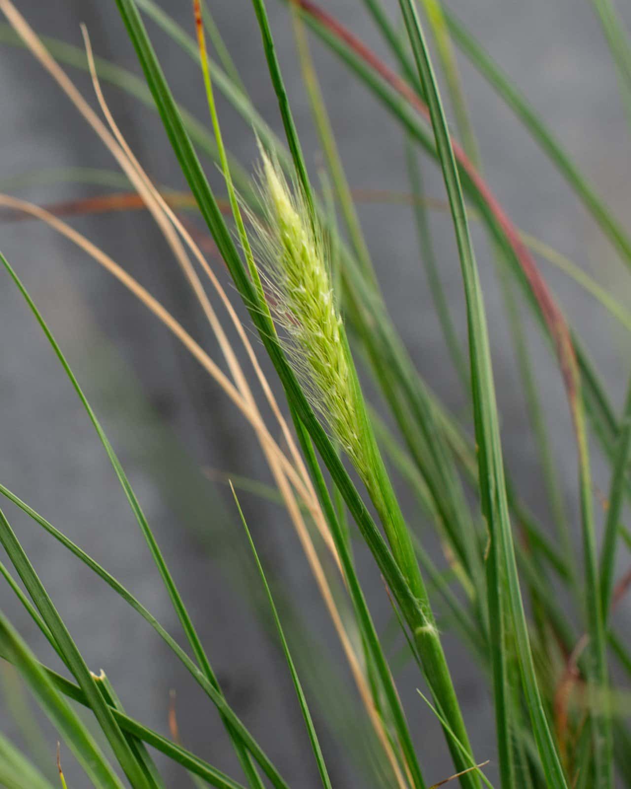 Dwarf Hameln Fountain Grass - Image 4