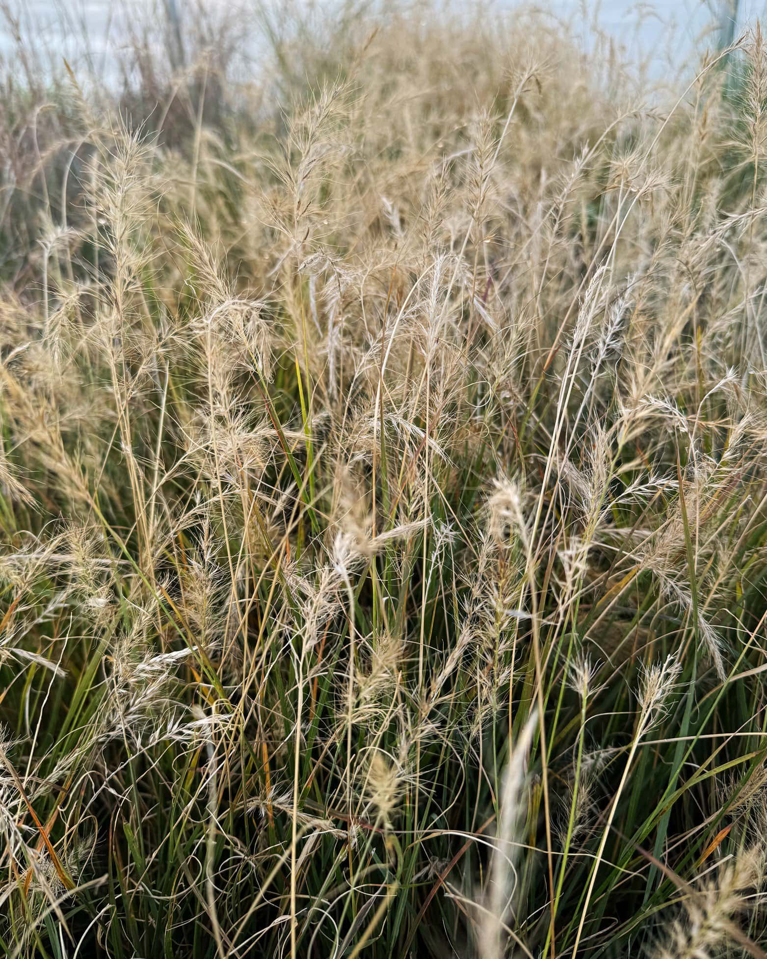 Dwarf Hameln Fountain Grass - Image 5