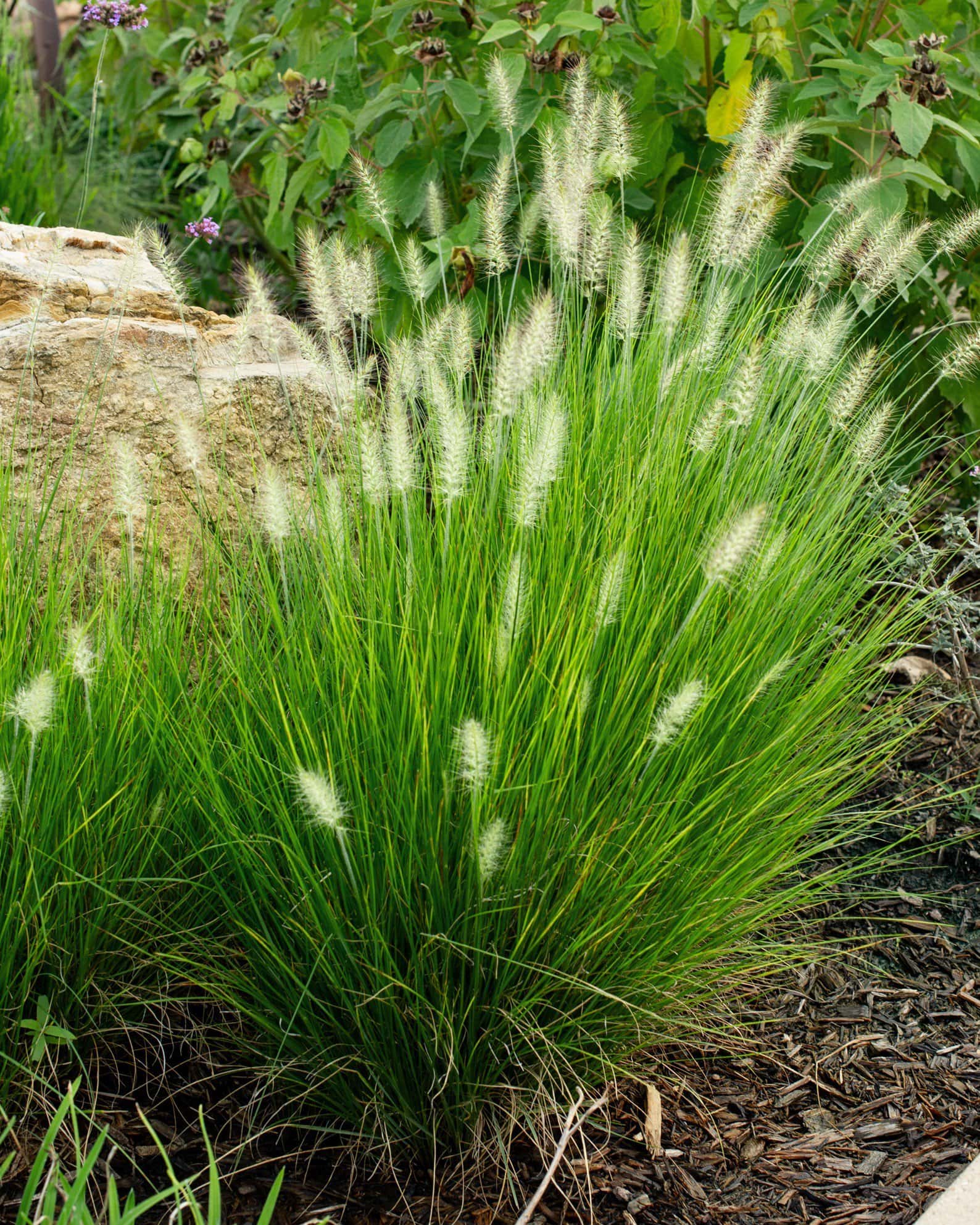 Dwarf Little Bunny Fountain Grass - Main Image