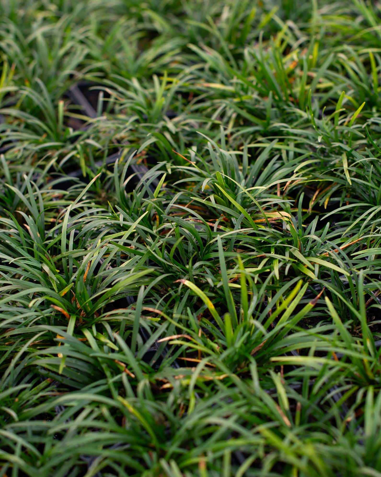 Dwarf Mondo - view 2