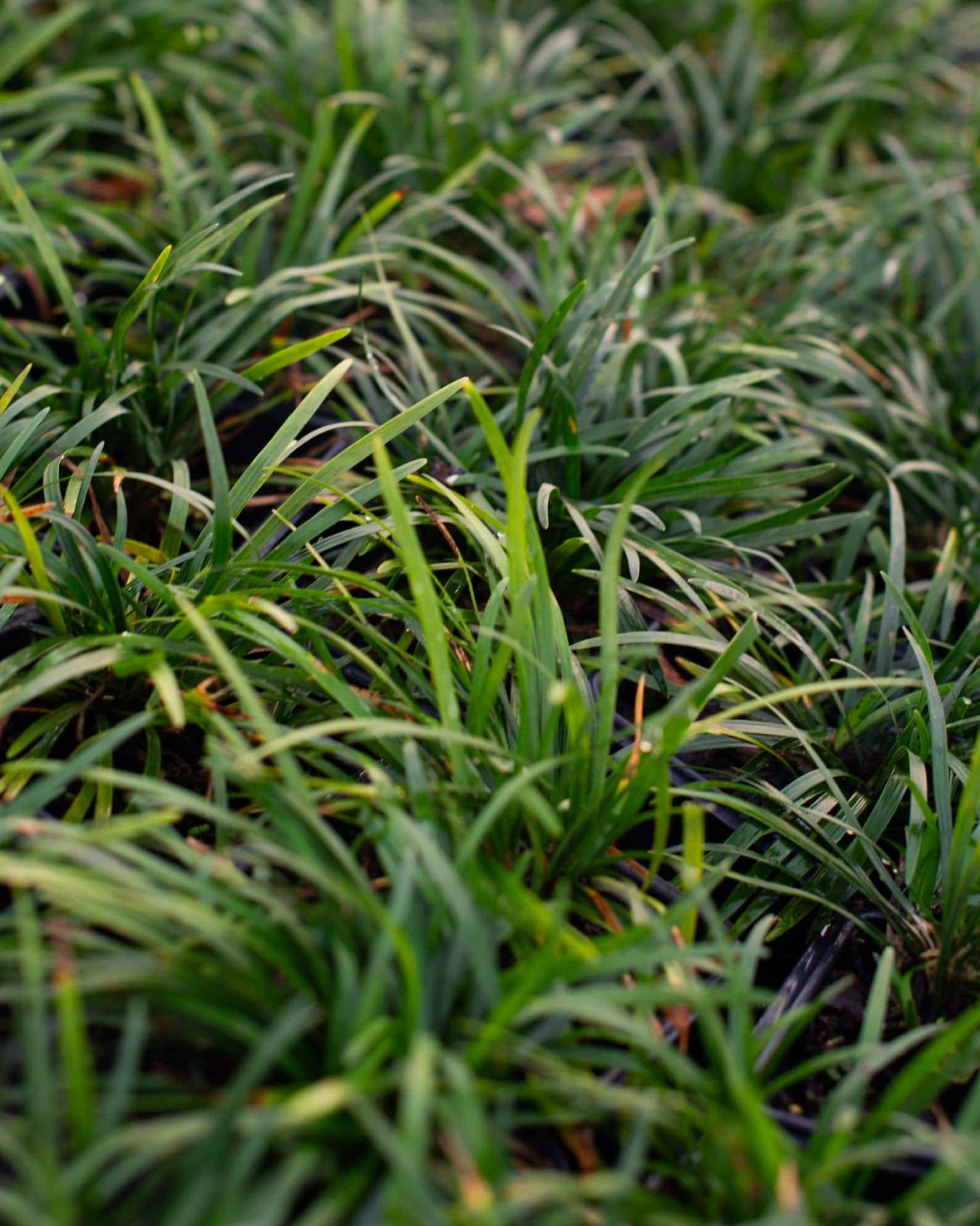 Dwarf Mondo - view 3