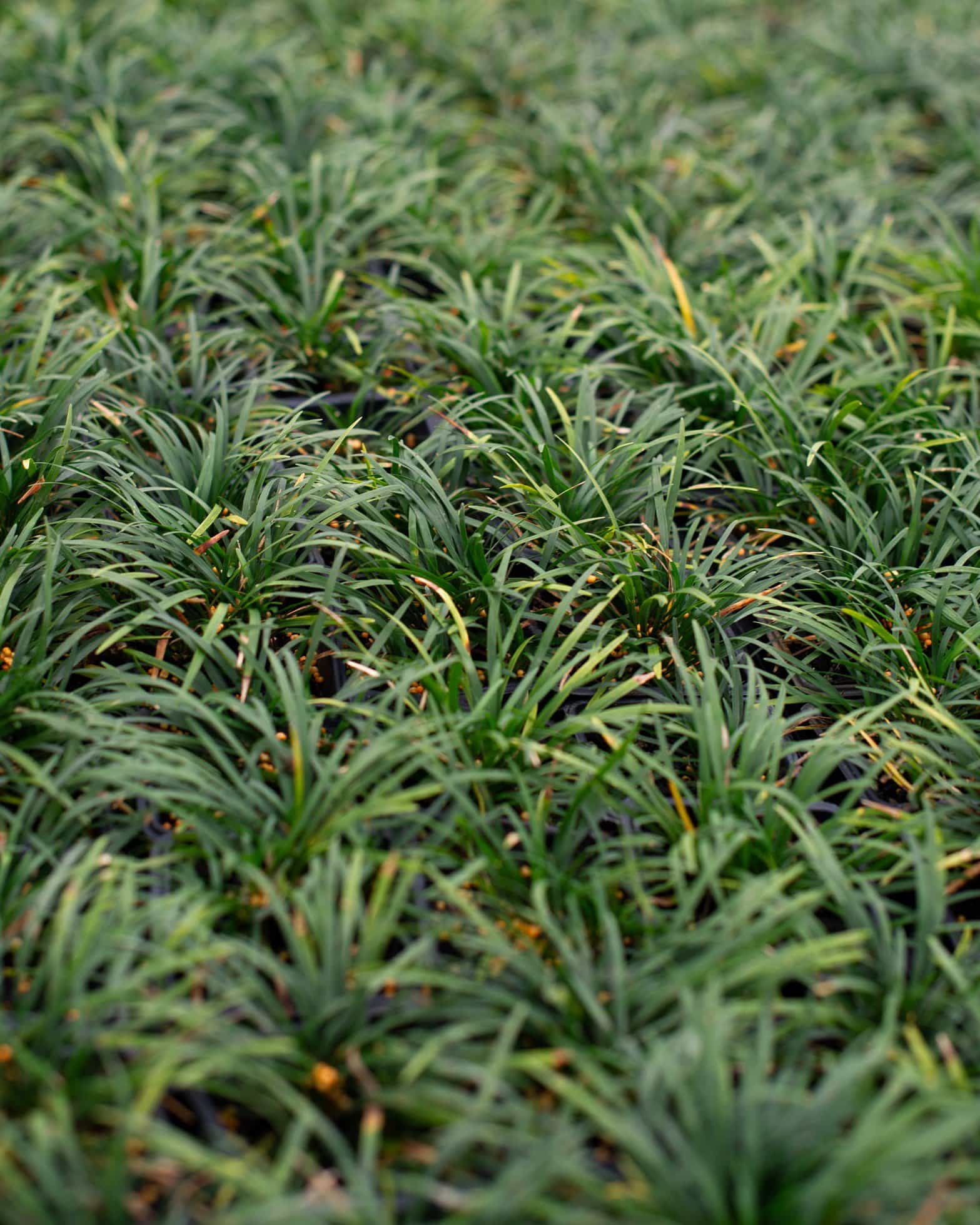 Dwarf Mondo - view 5