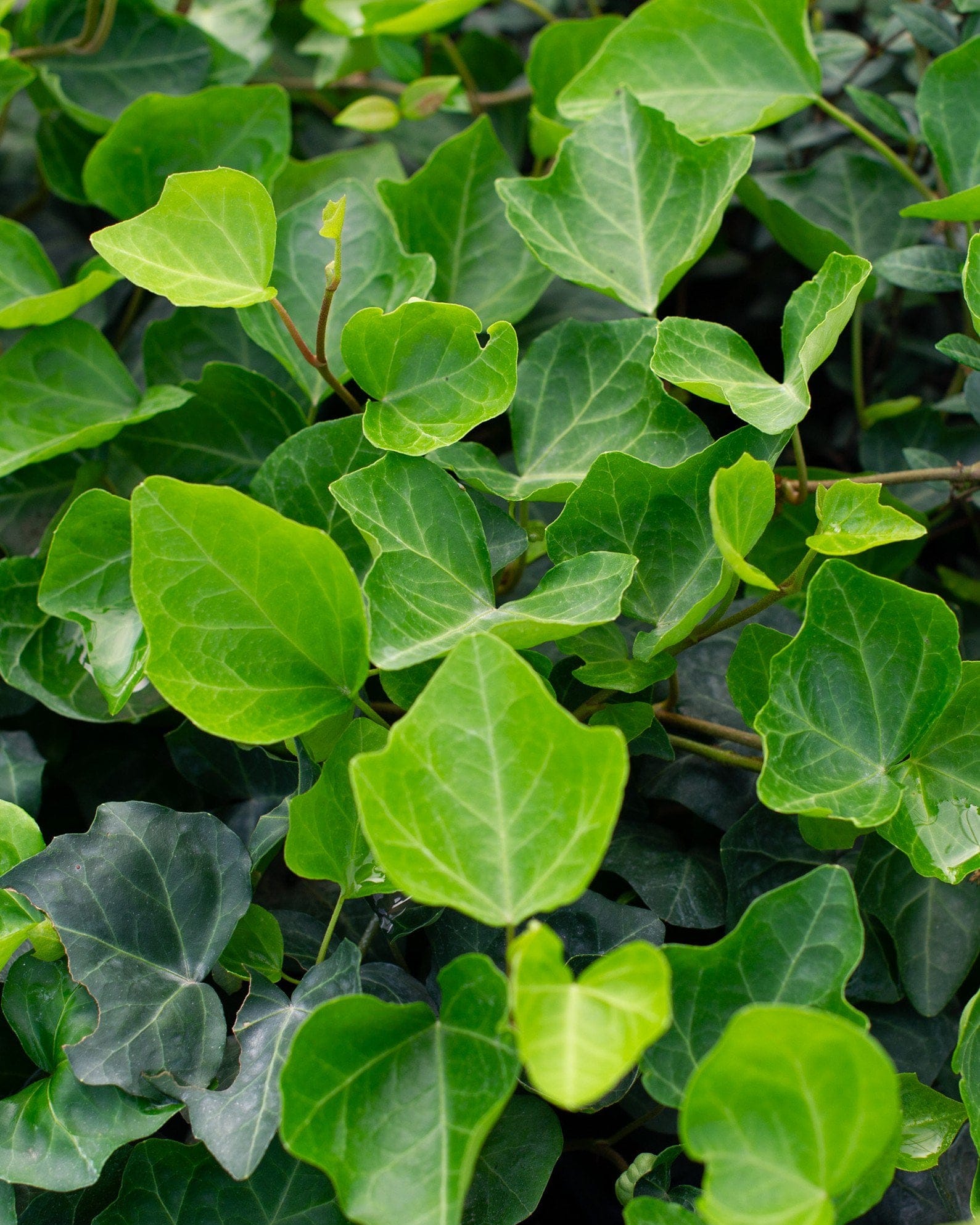 English Ivy