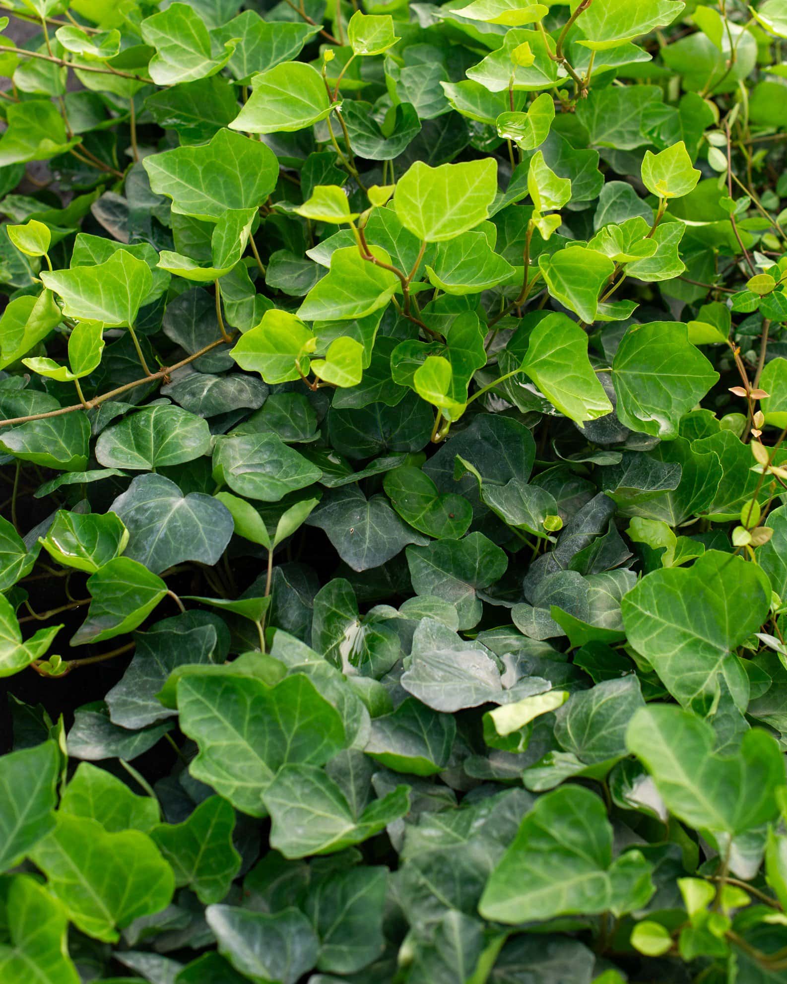 English Ivy - Image 1