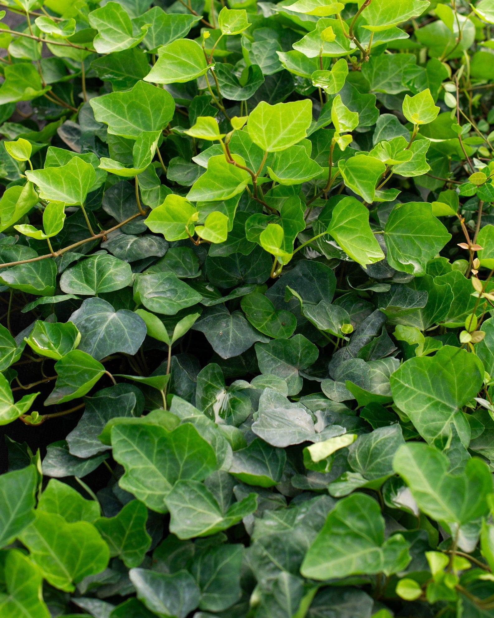 English Ivy - view 2