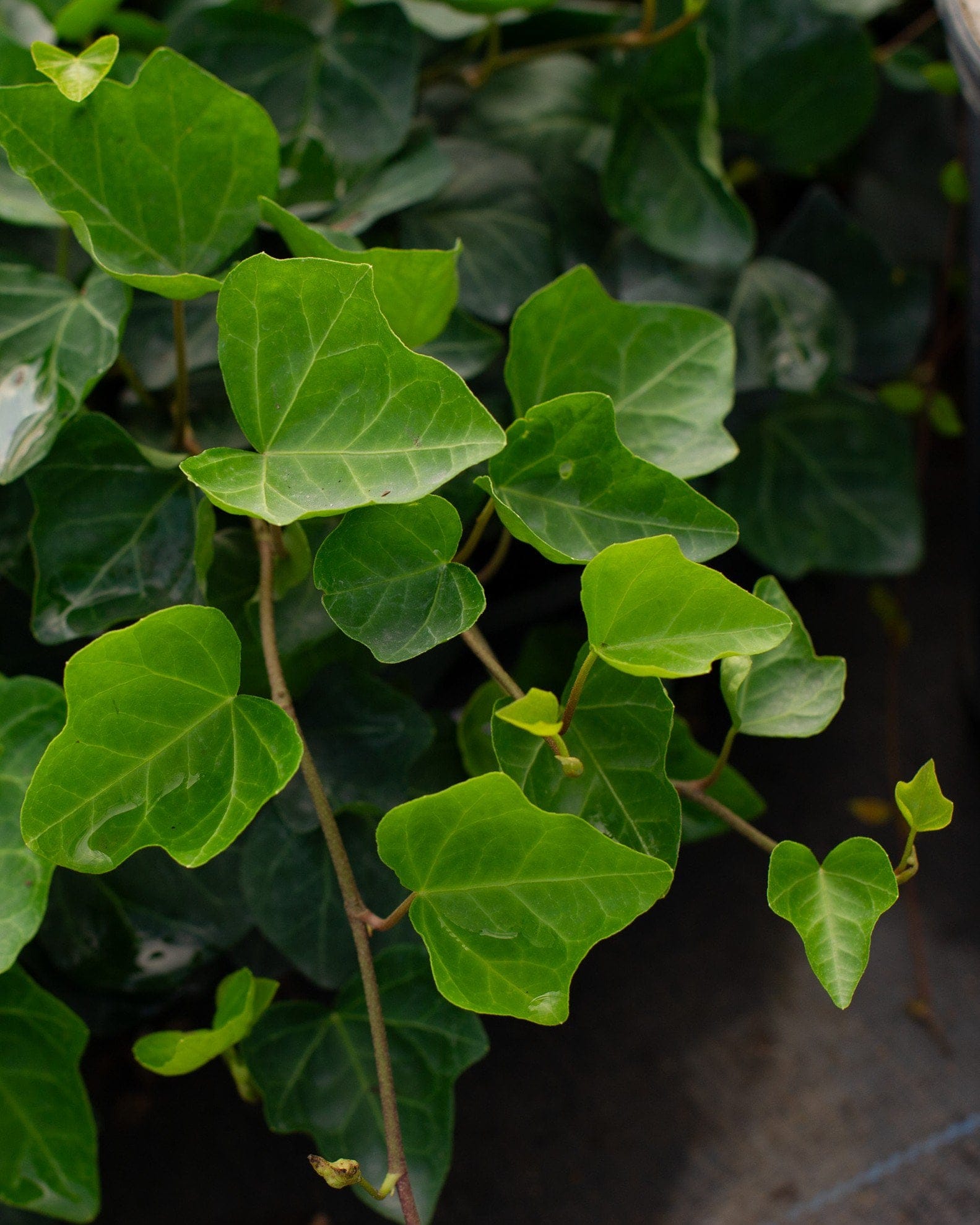 English Ivy - view 3