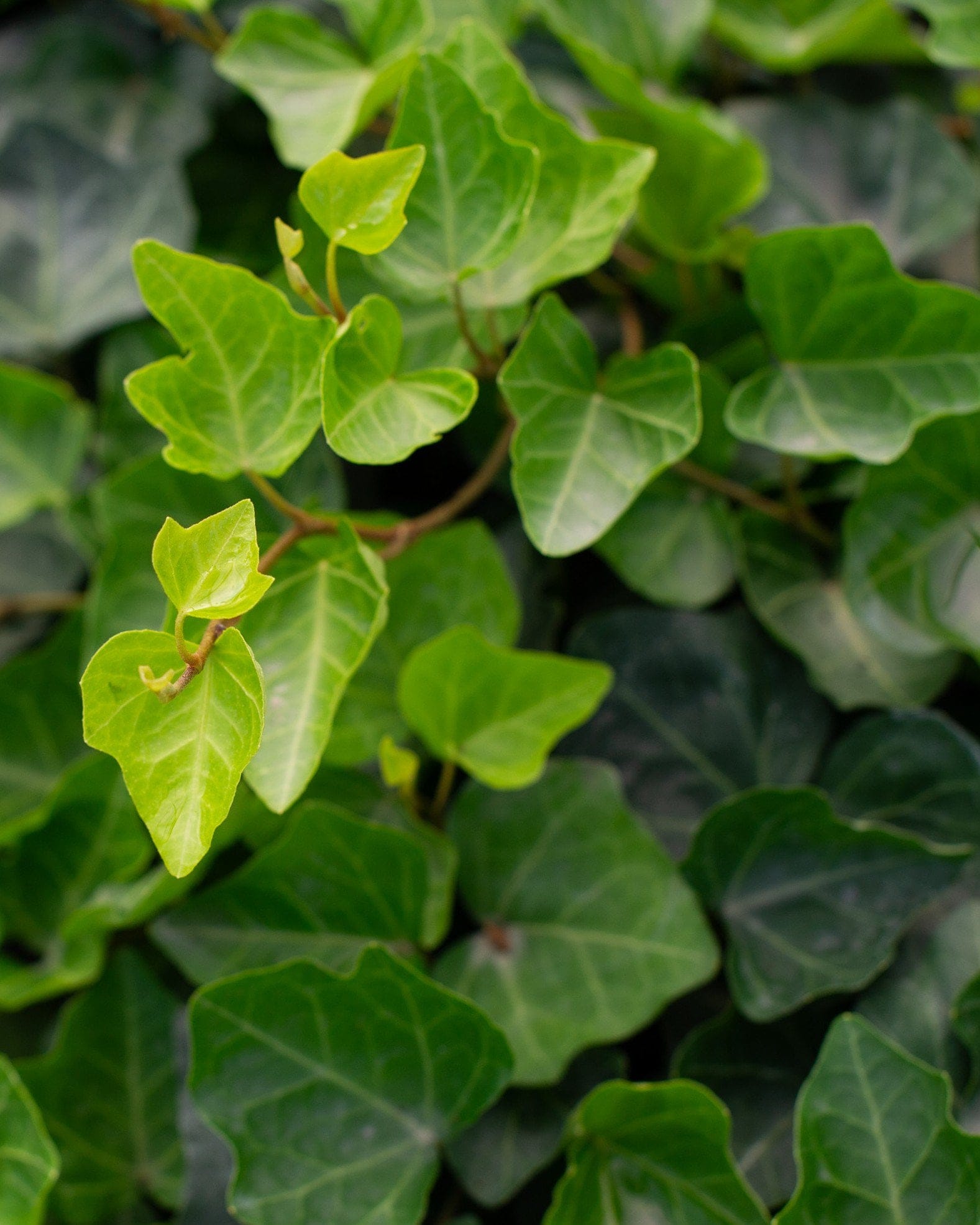 English Ivy - view 4