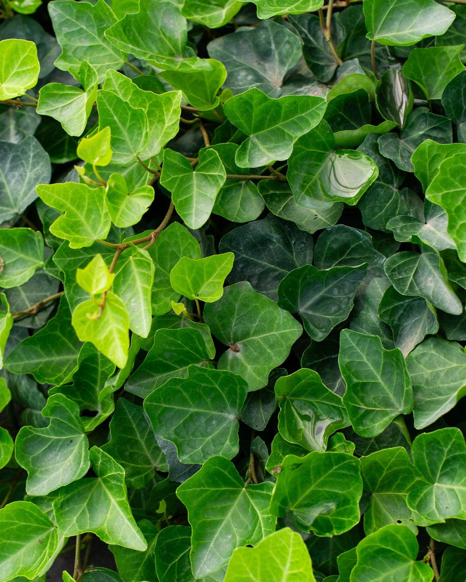 English Ivy - view 5