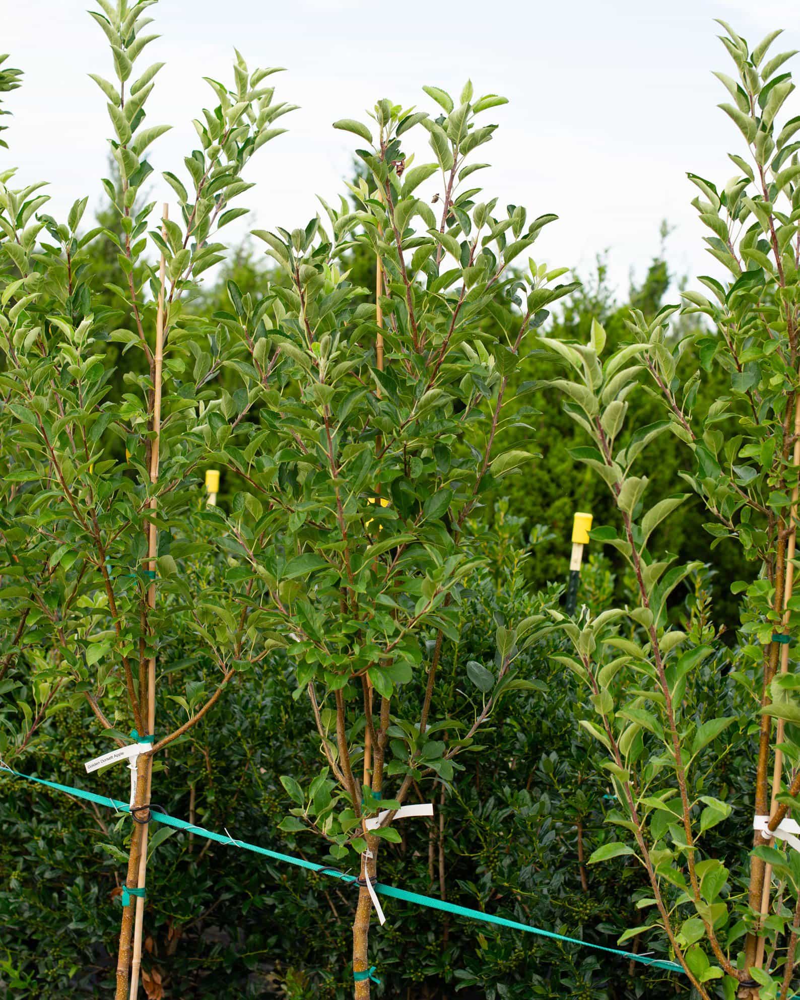 Golden Dorsett Apple - view 3
