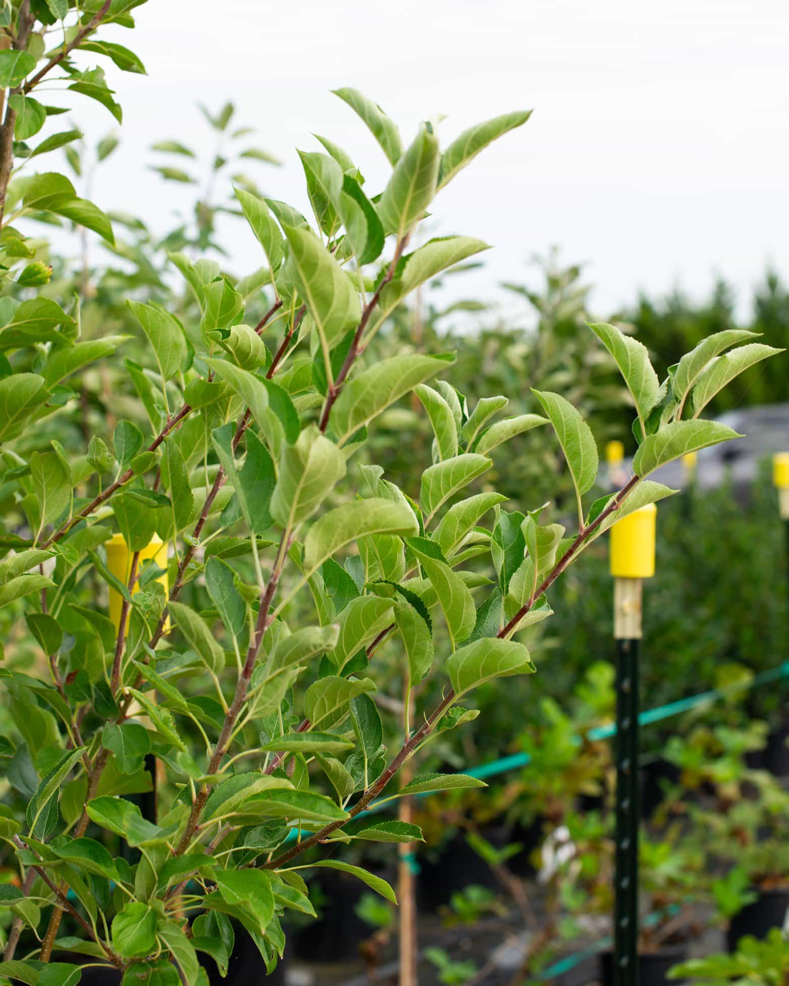 Golden Dorsett Apple - view 4