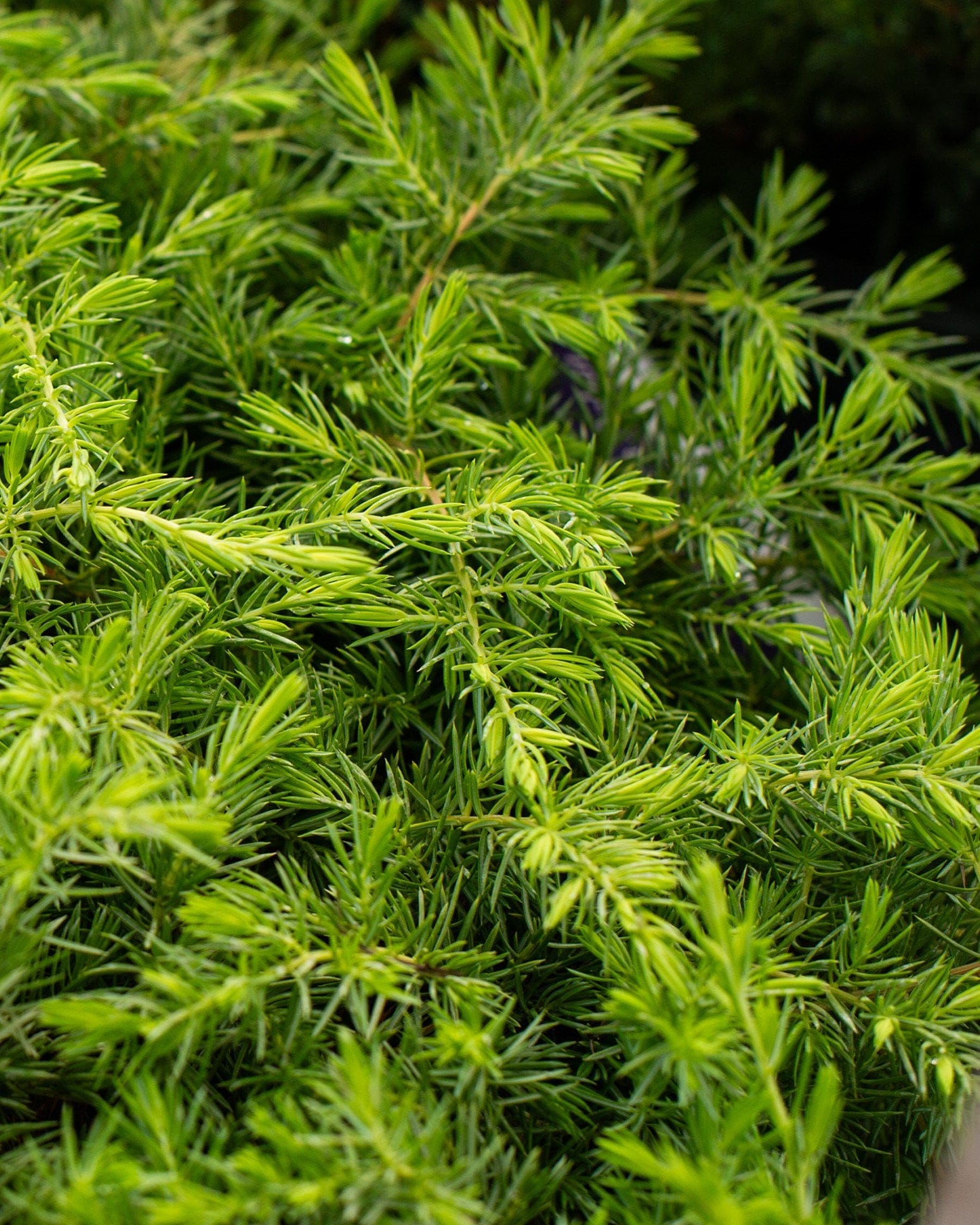 Golden Pacific Juniper