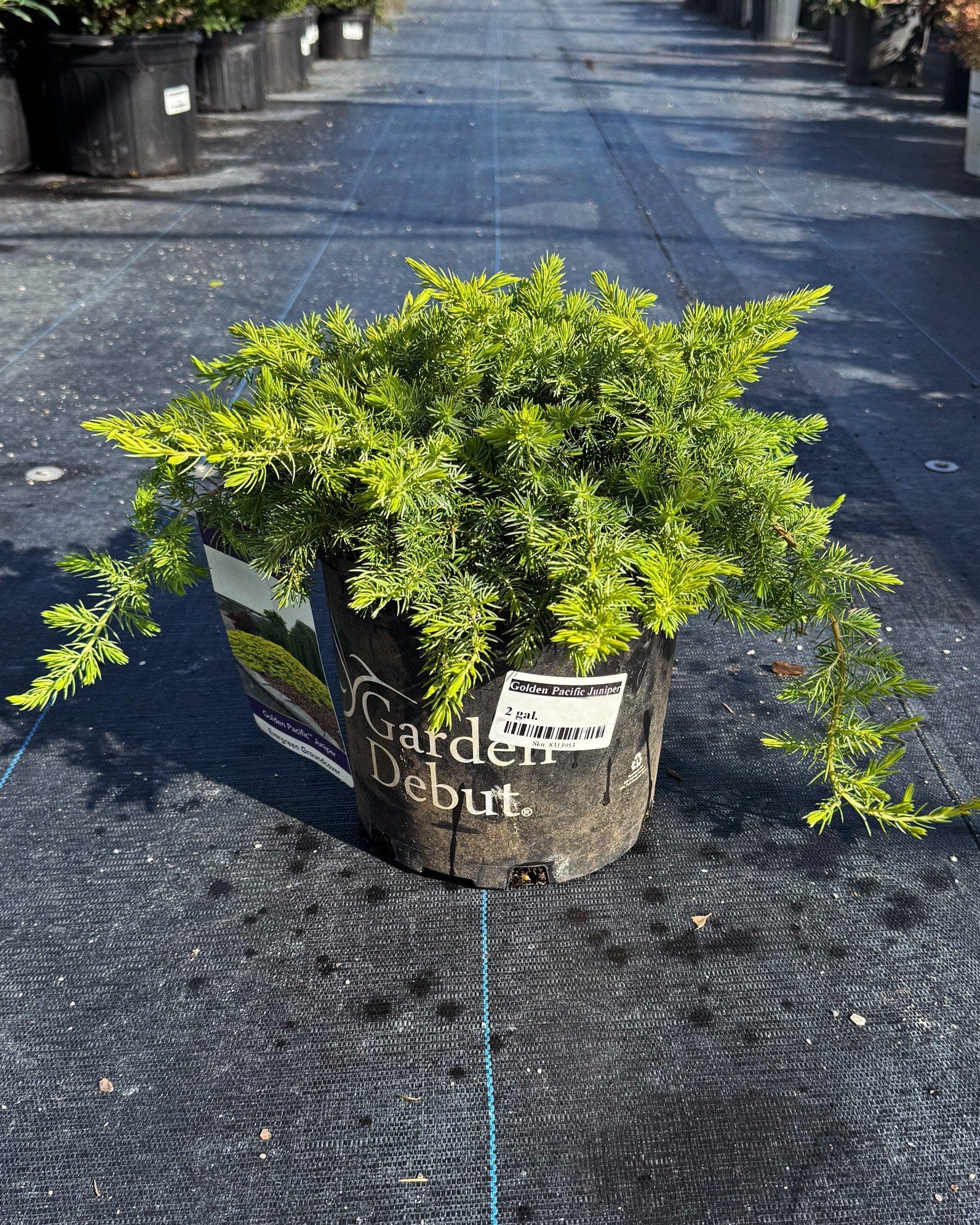 Golden Pacific Juniper - view 2