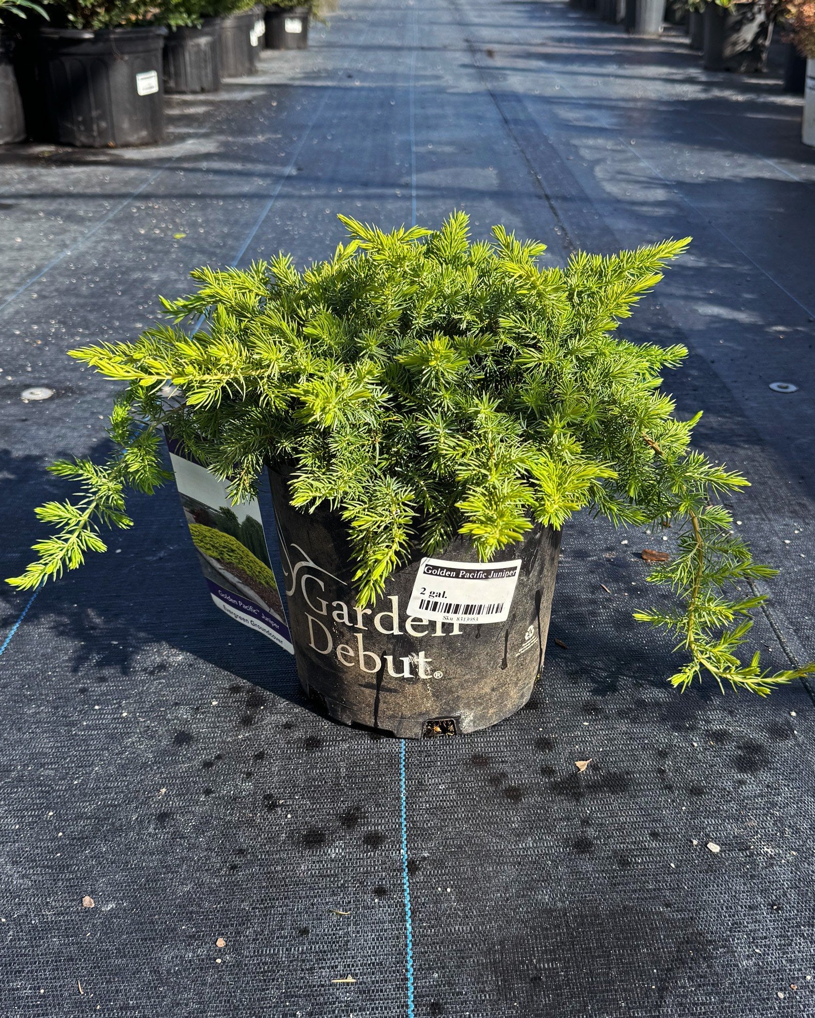 Golden Pacific Juniper - Image 1