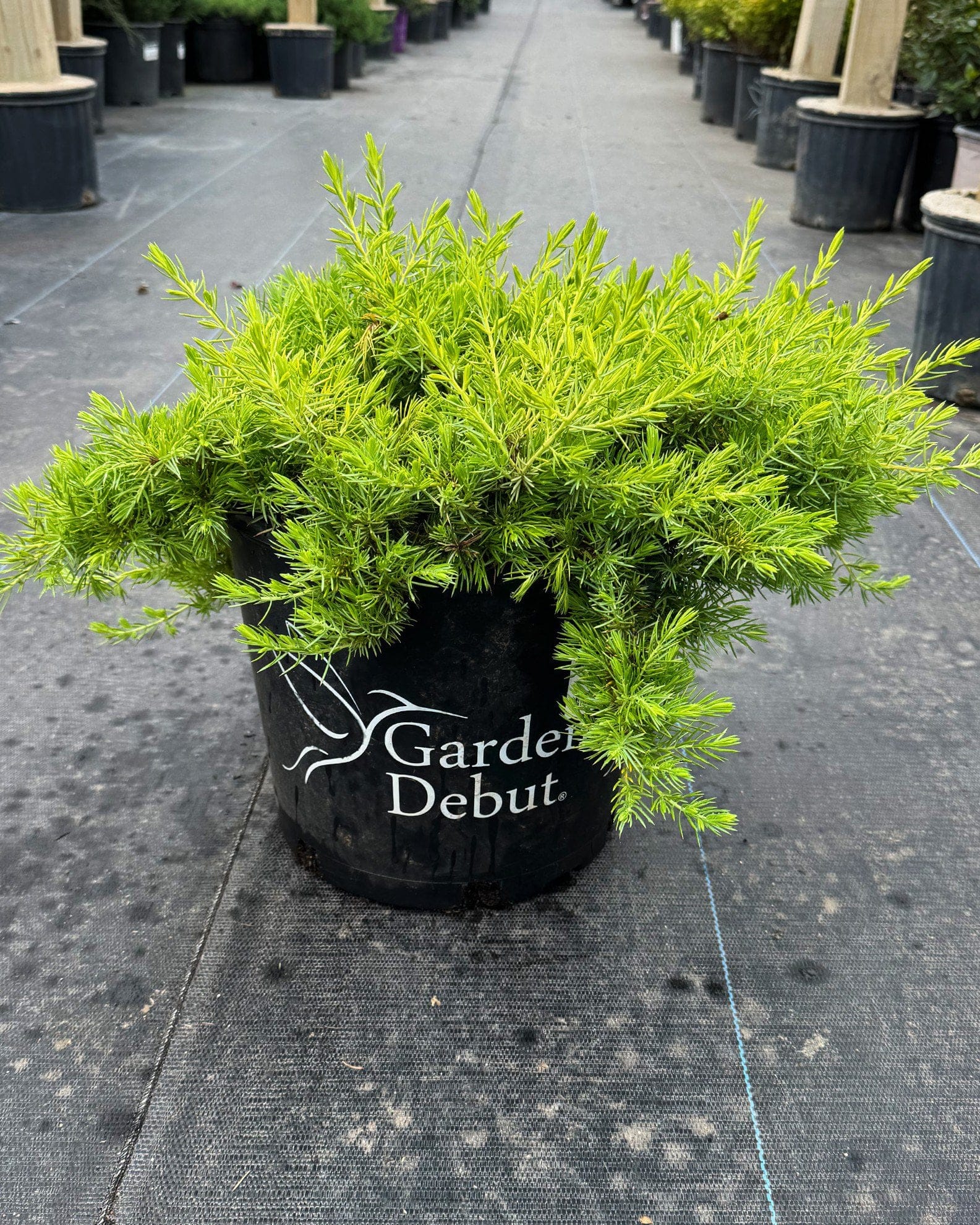 Golden Pacific Juniper - view 3
