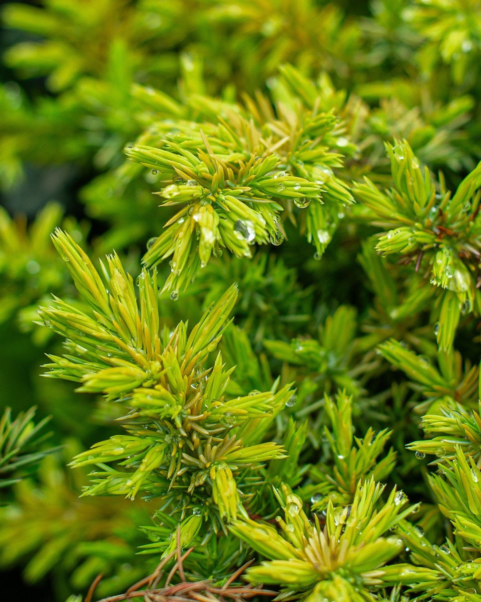 Golden Pacific Juniper - view 4