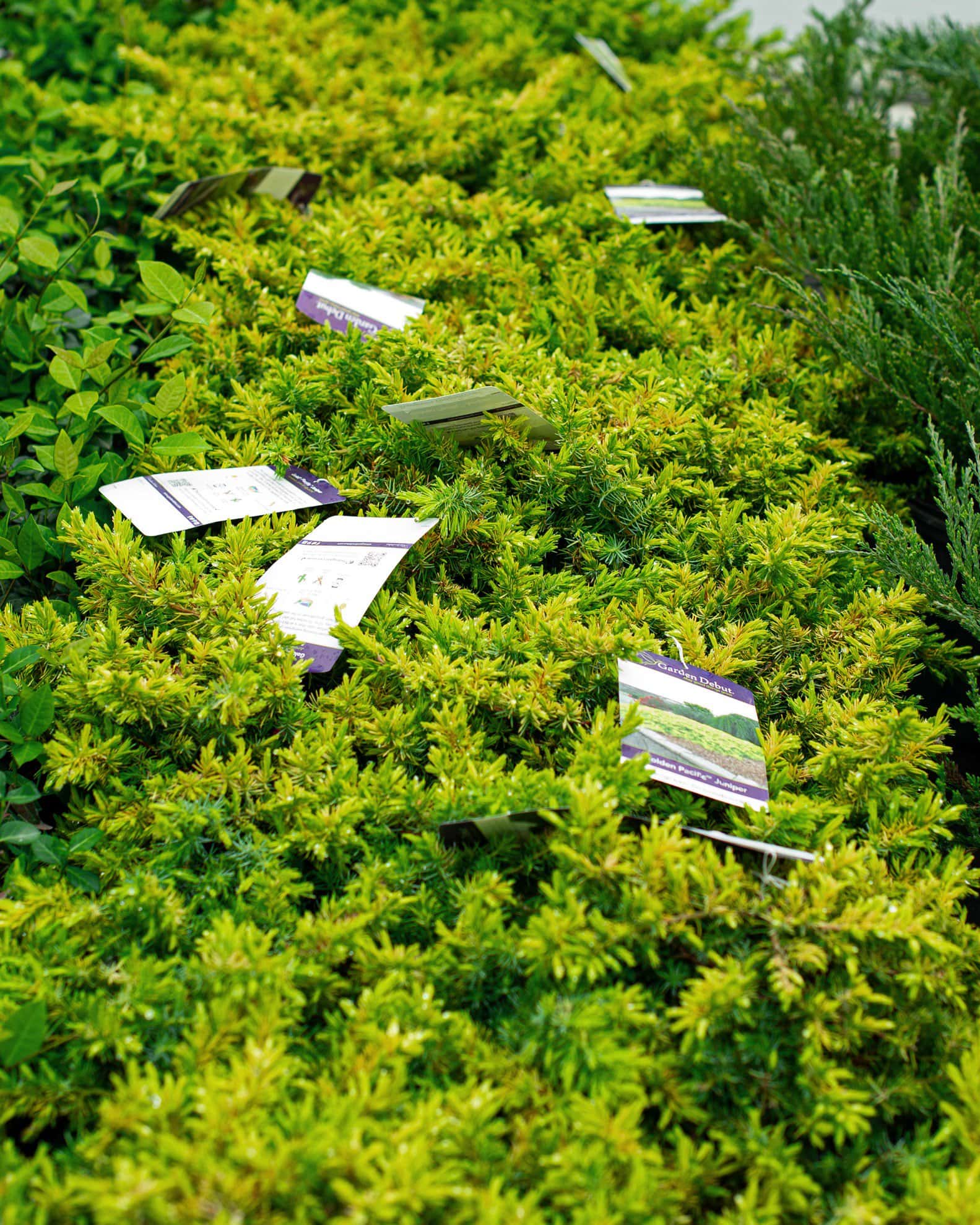 Golden Pacific Juniper - Image 7