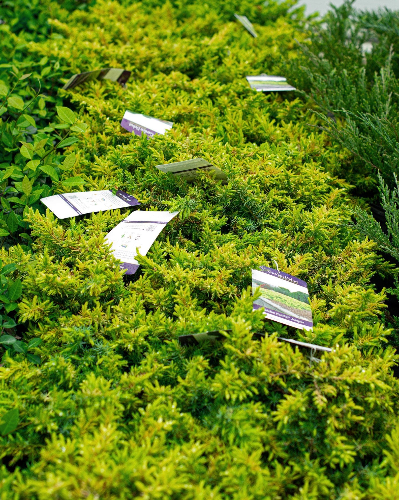 Golden Pacific Juniper - view 5