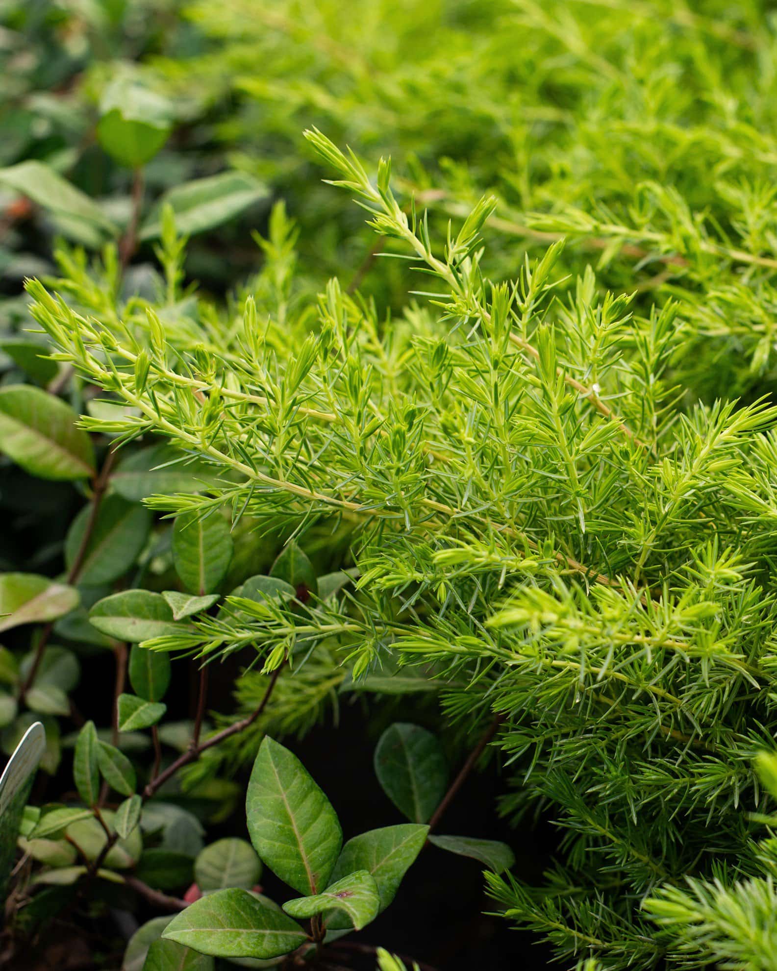 Golden Pacific Juniper - Image 1
