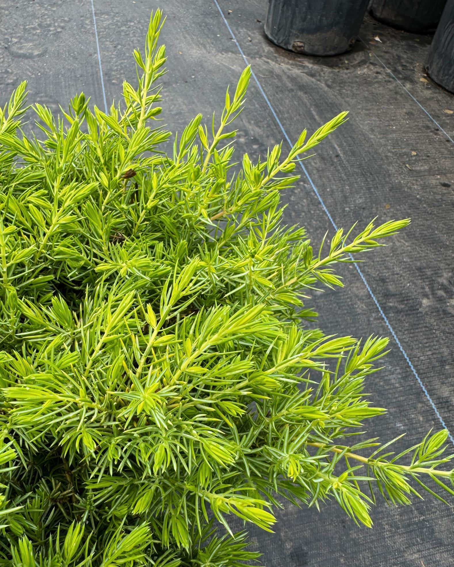 Golden Pacific Juniper - Image 2
