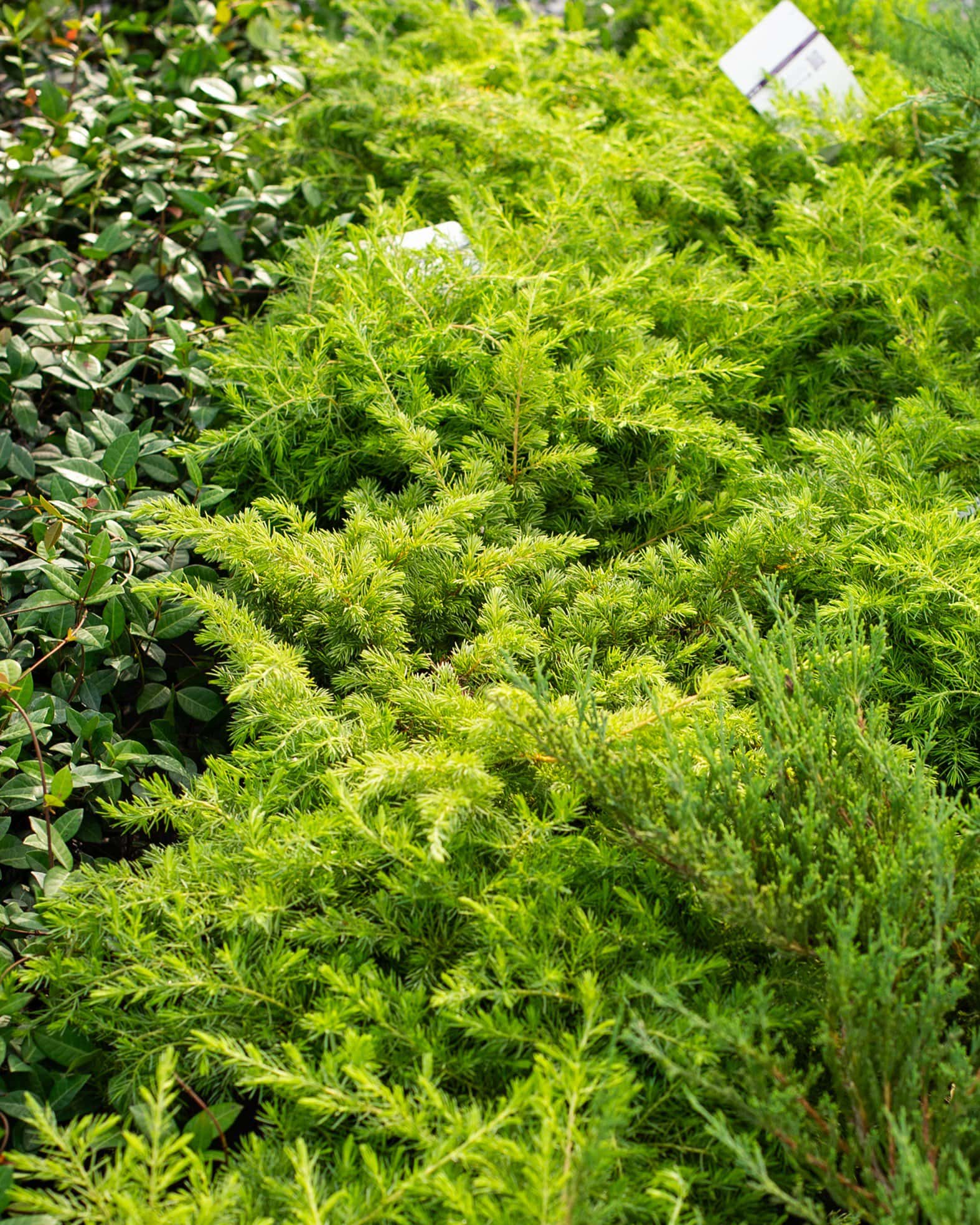 Golden Pacific Juniper - Image 3