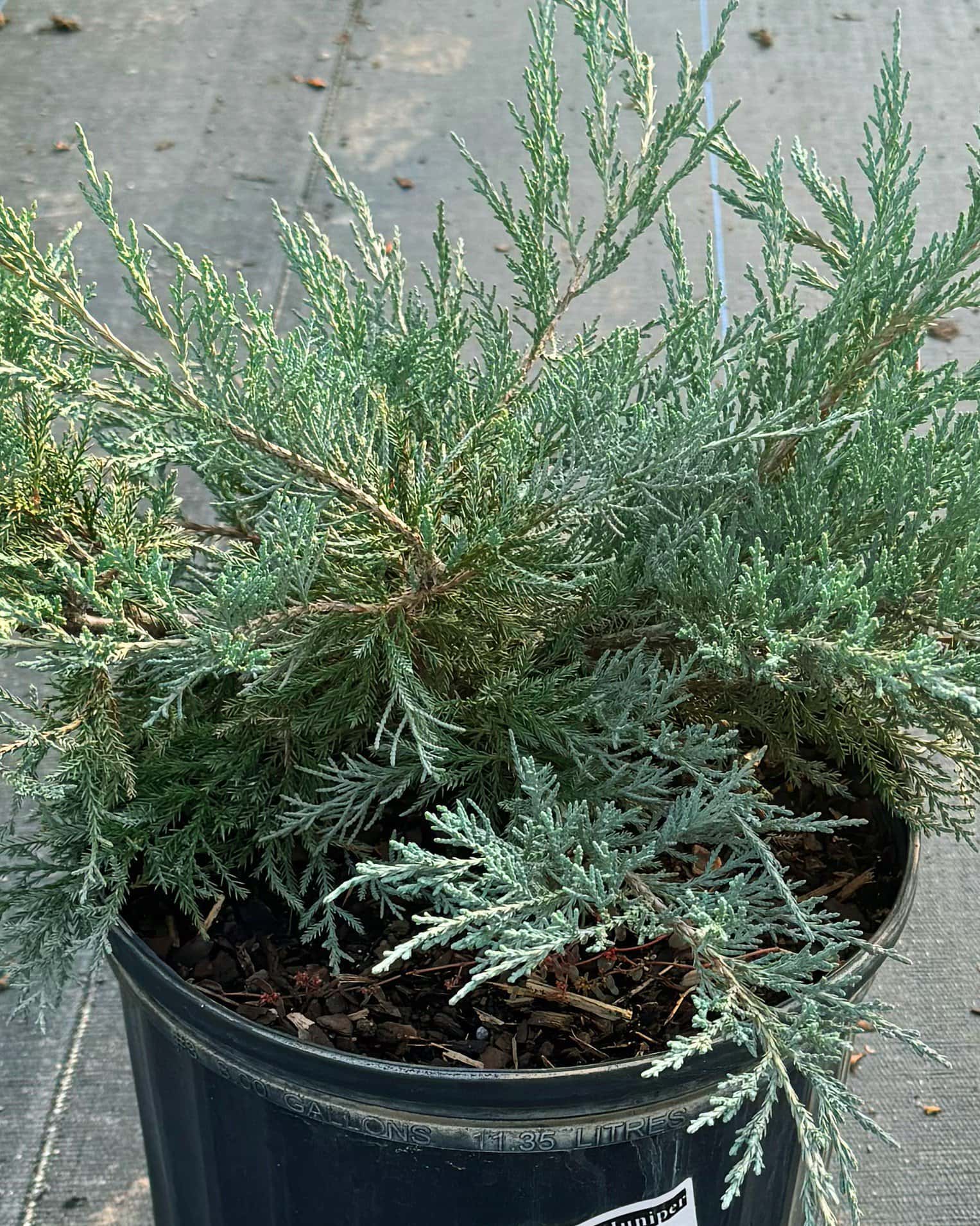 Grey Owl Juniper - Main Image