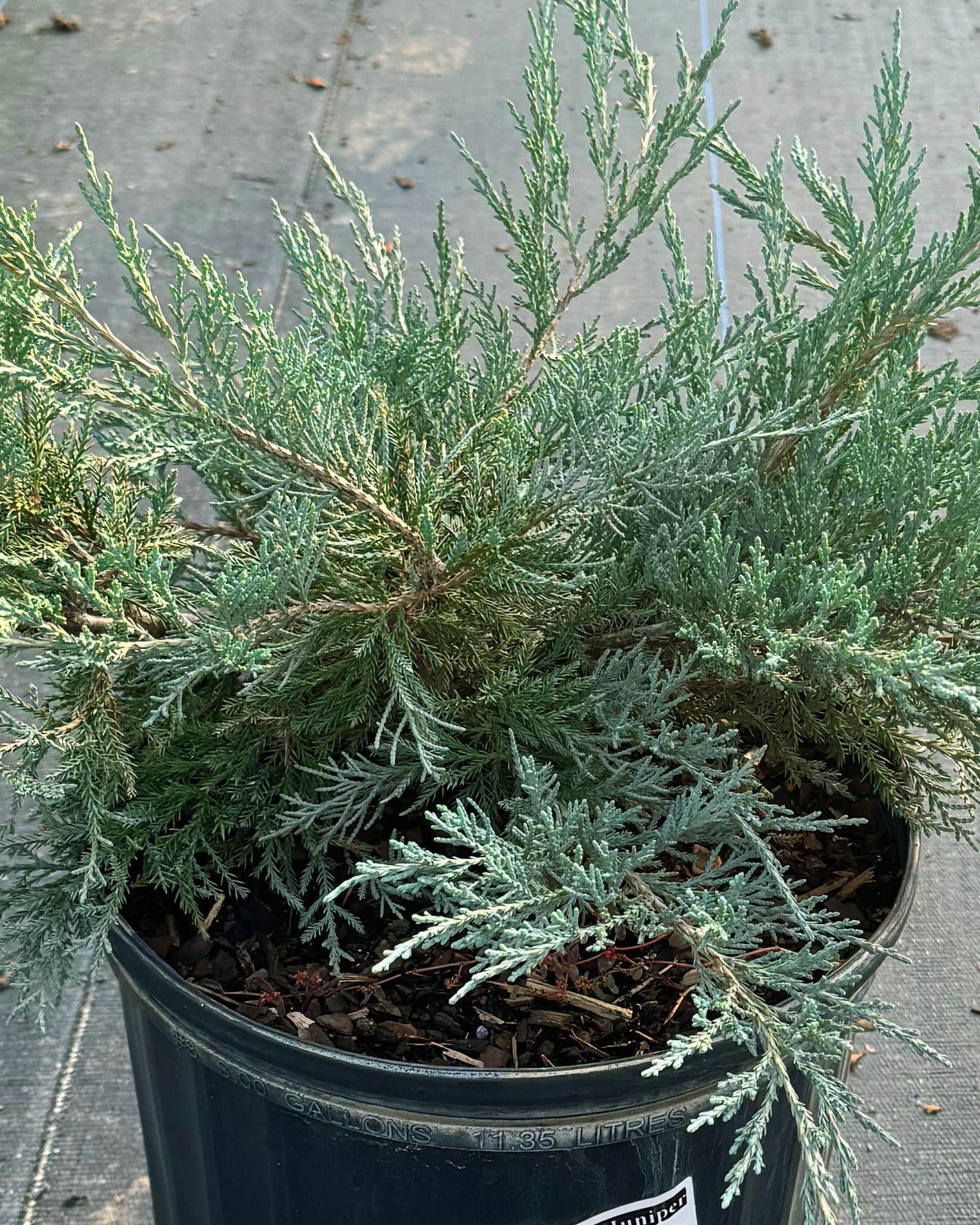 Grey Owl Juniper