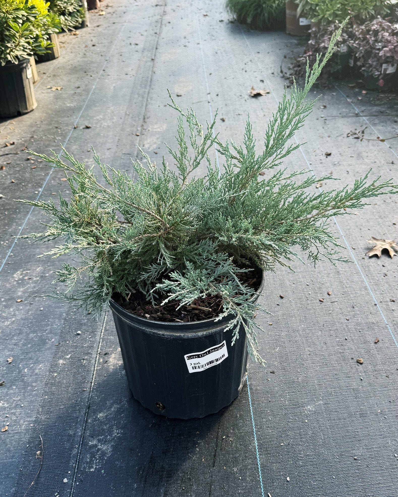Grey Owl Juniper - view 2