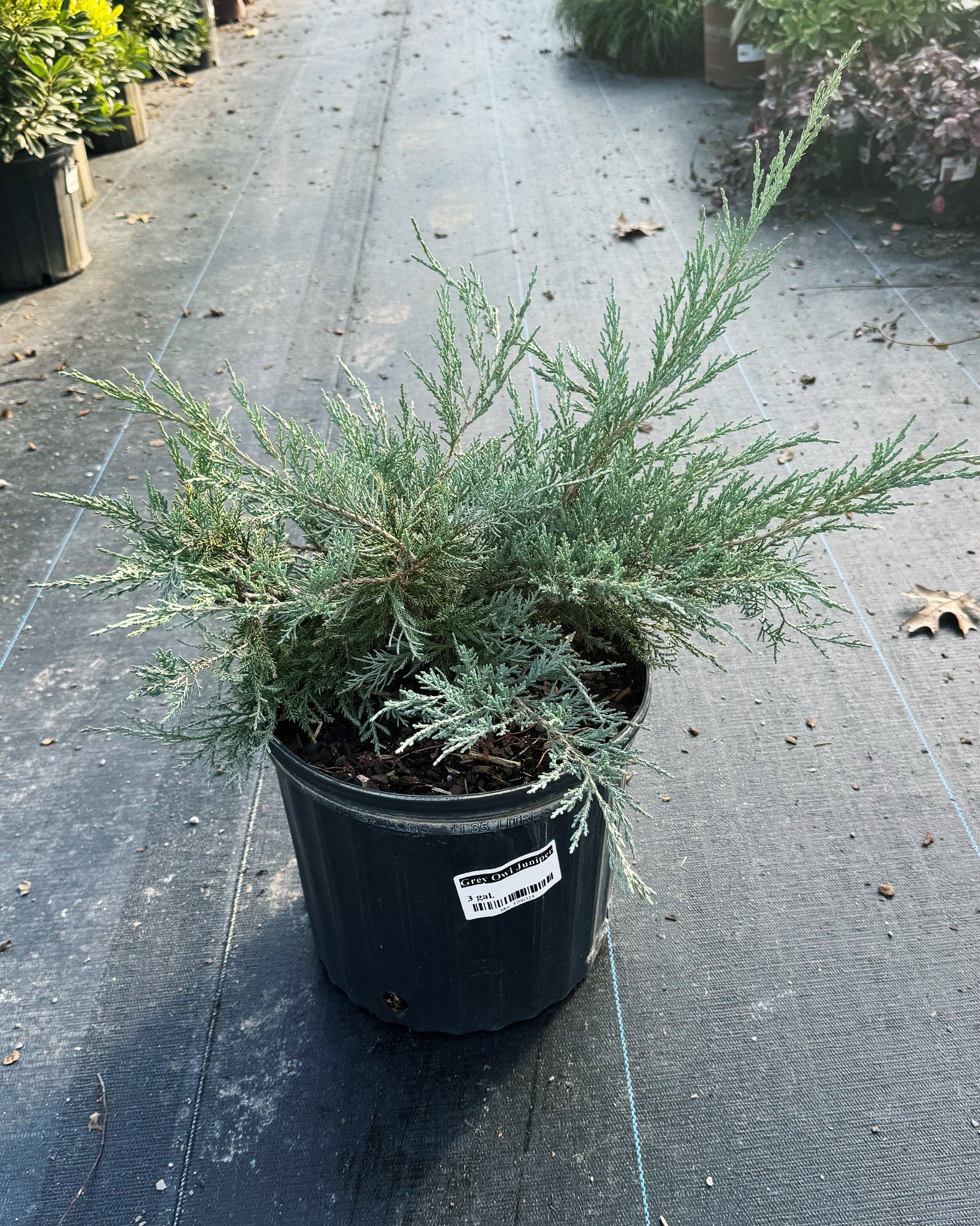 Grey Owl Juniper - Image 1