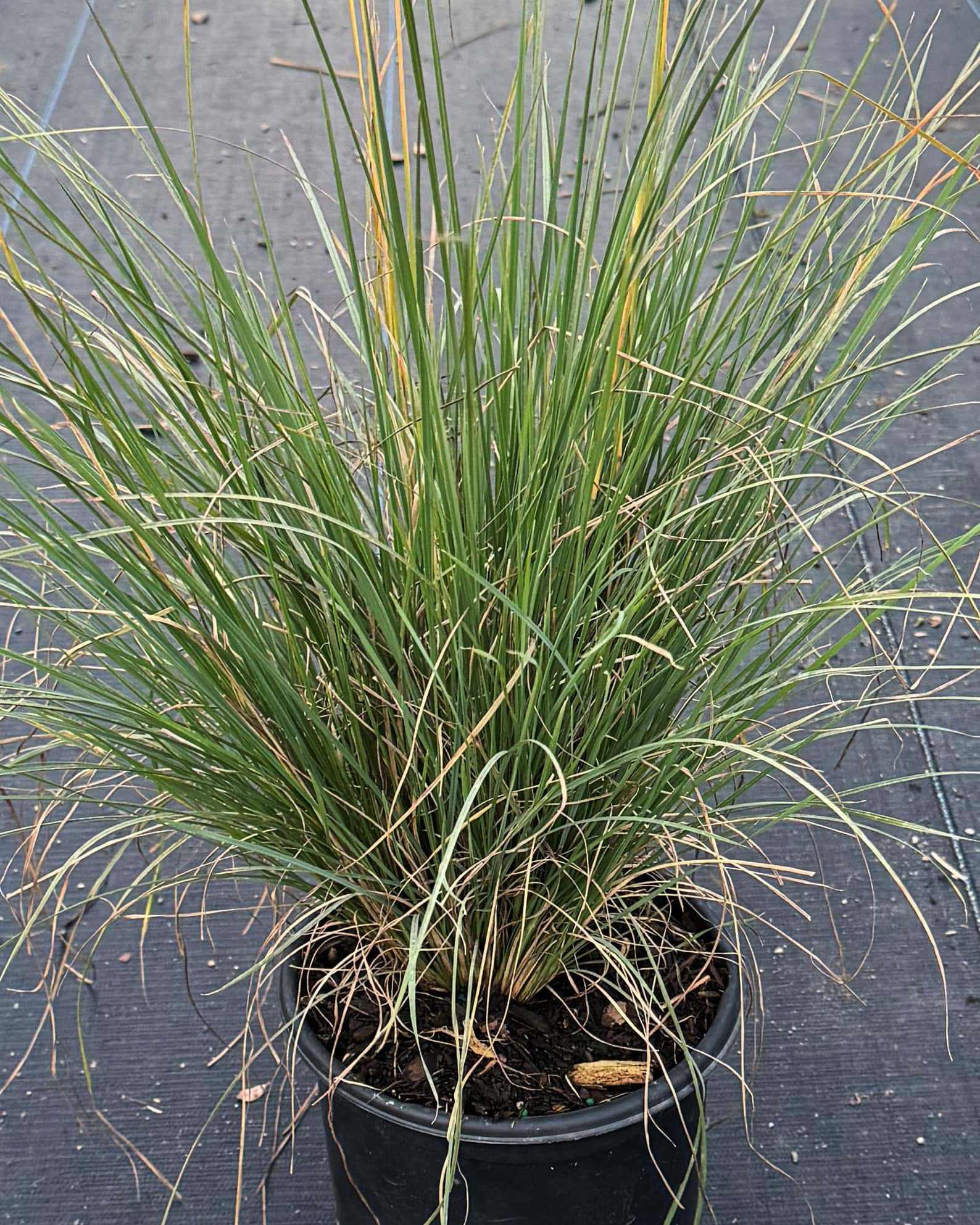 Lindheimer Muhly - Main Image