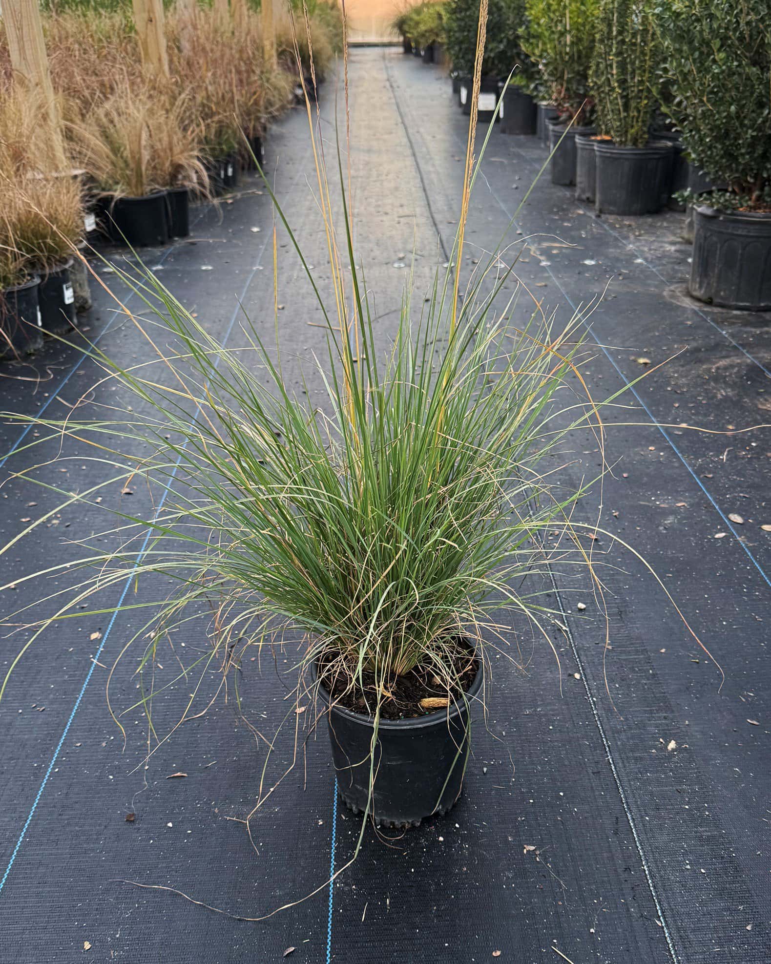 Lindheimer Muhly - Image 1