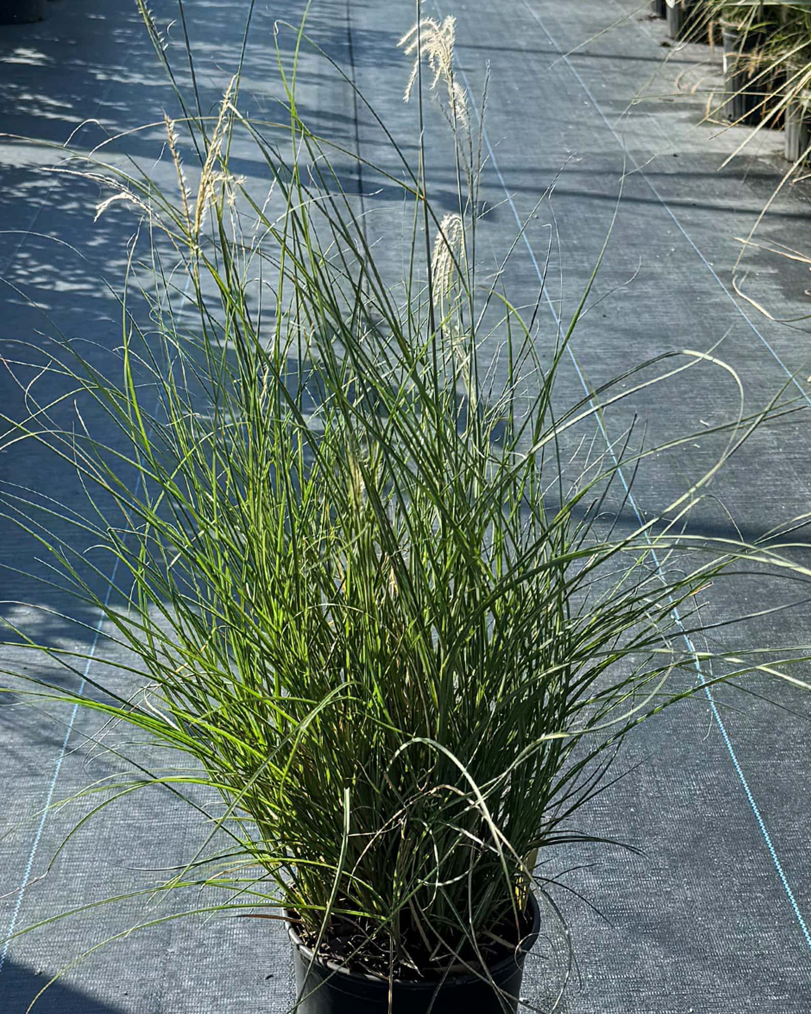 Little Kitten Miscanthus - Main Image