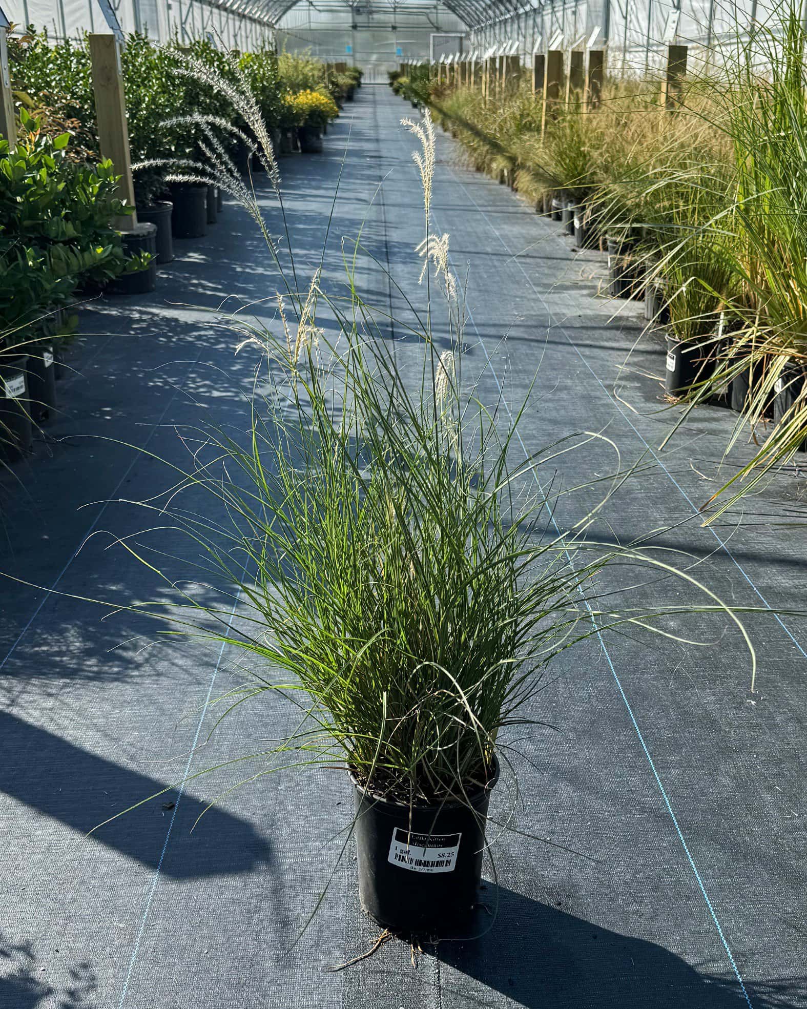 Little Kitten Miscanthus - Image 1