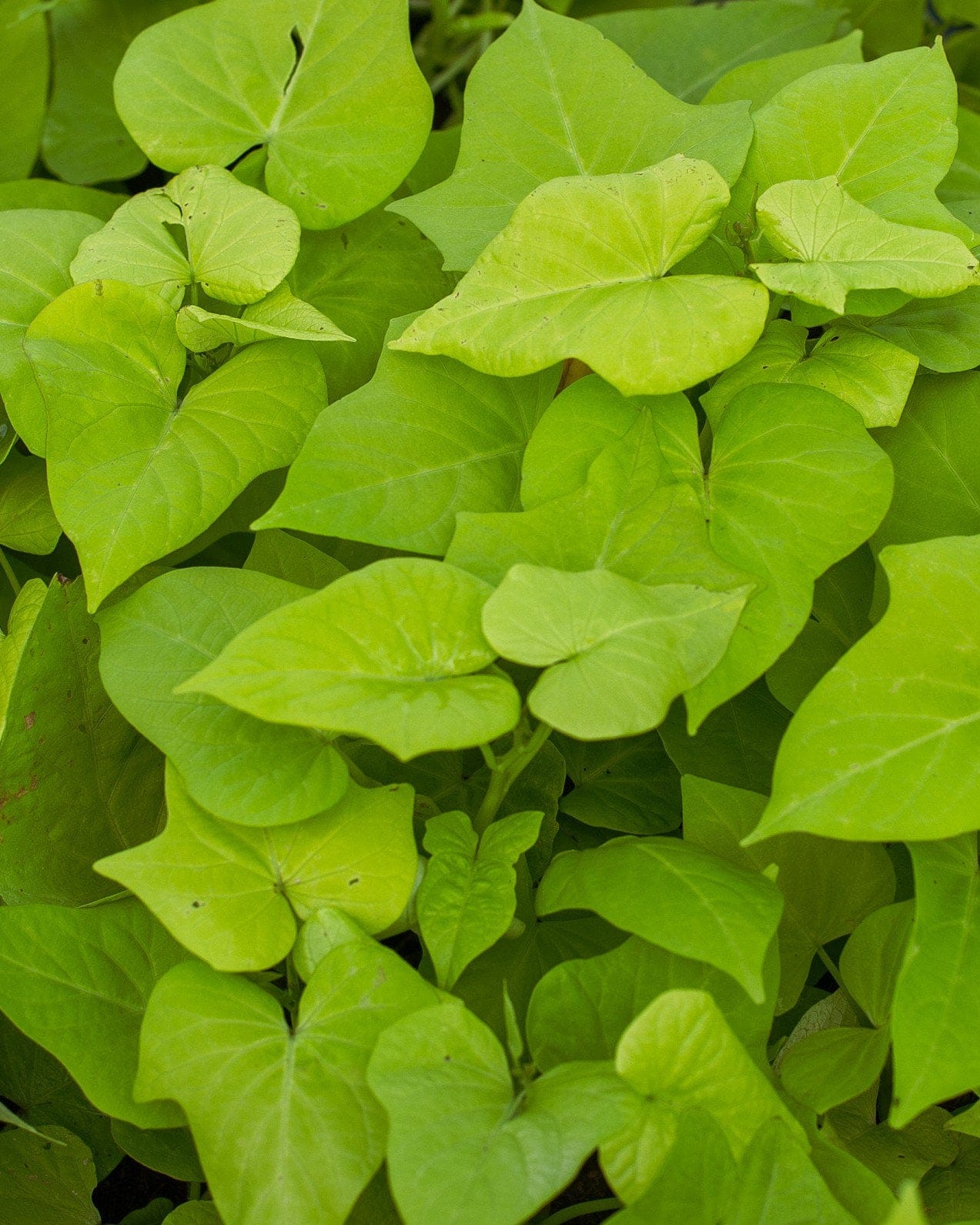 Marguerite Sweet Potato Vine