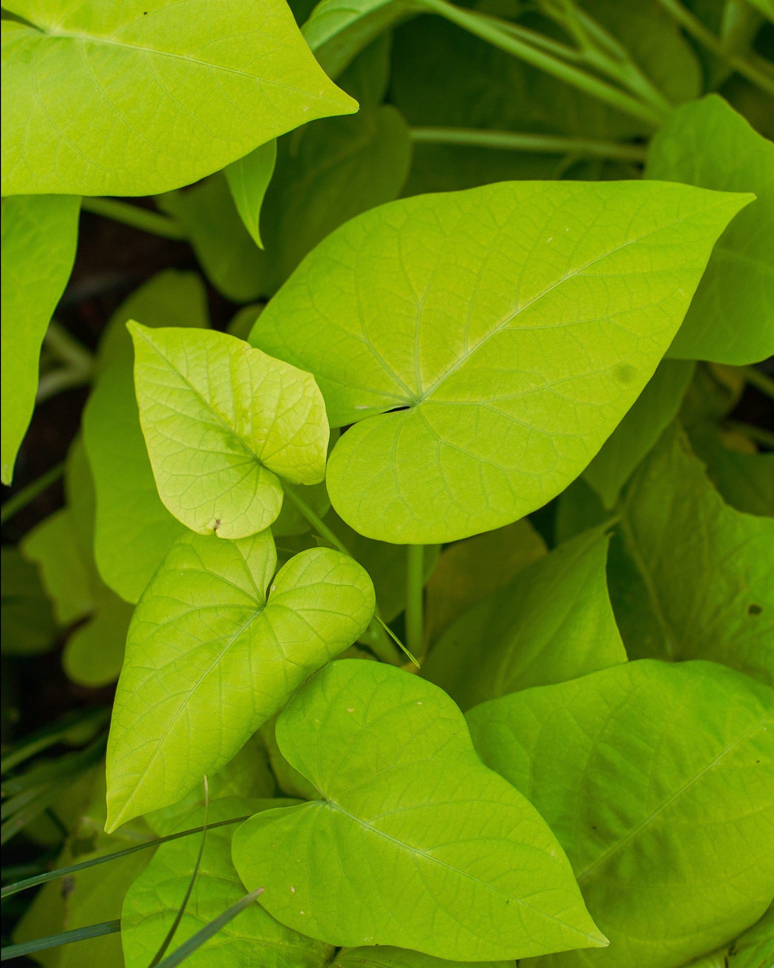Marguerite Sweet Potato Vine - view 2