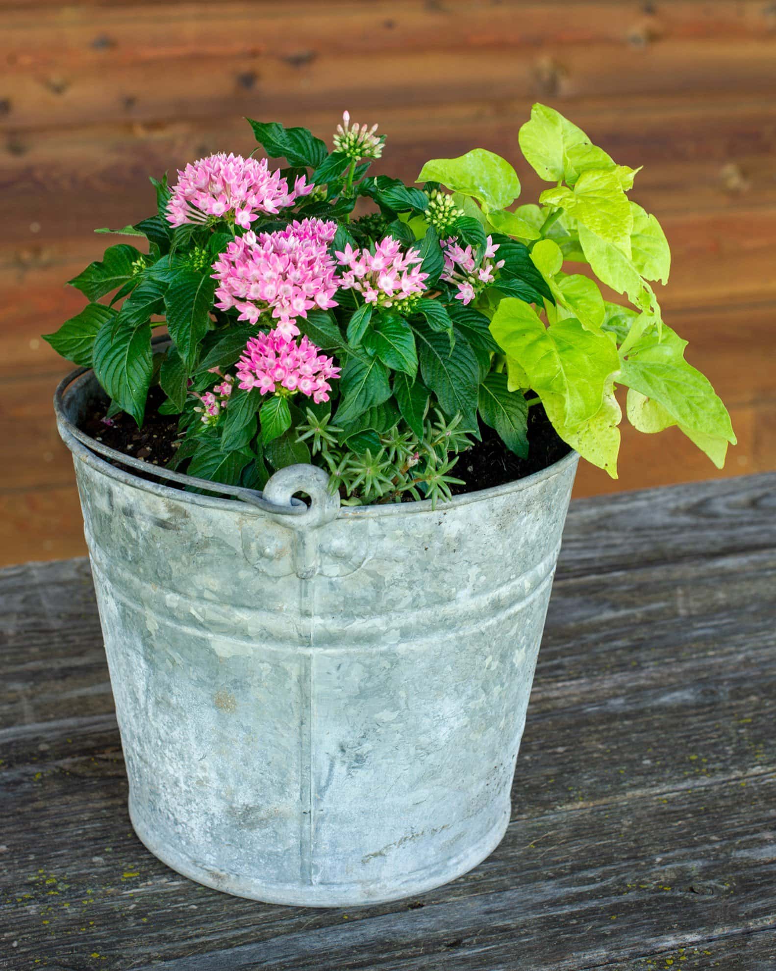 Marguerite Sweet Potato Vine - Image 2