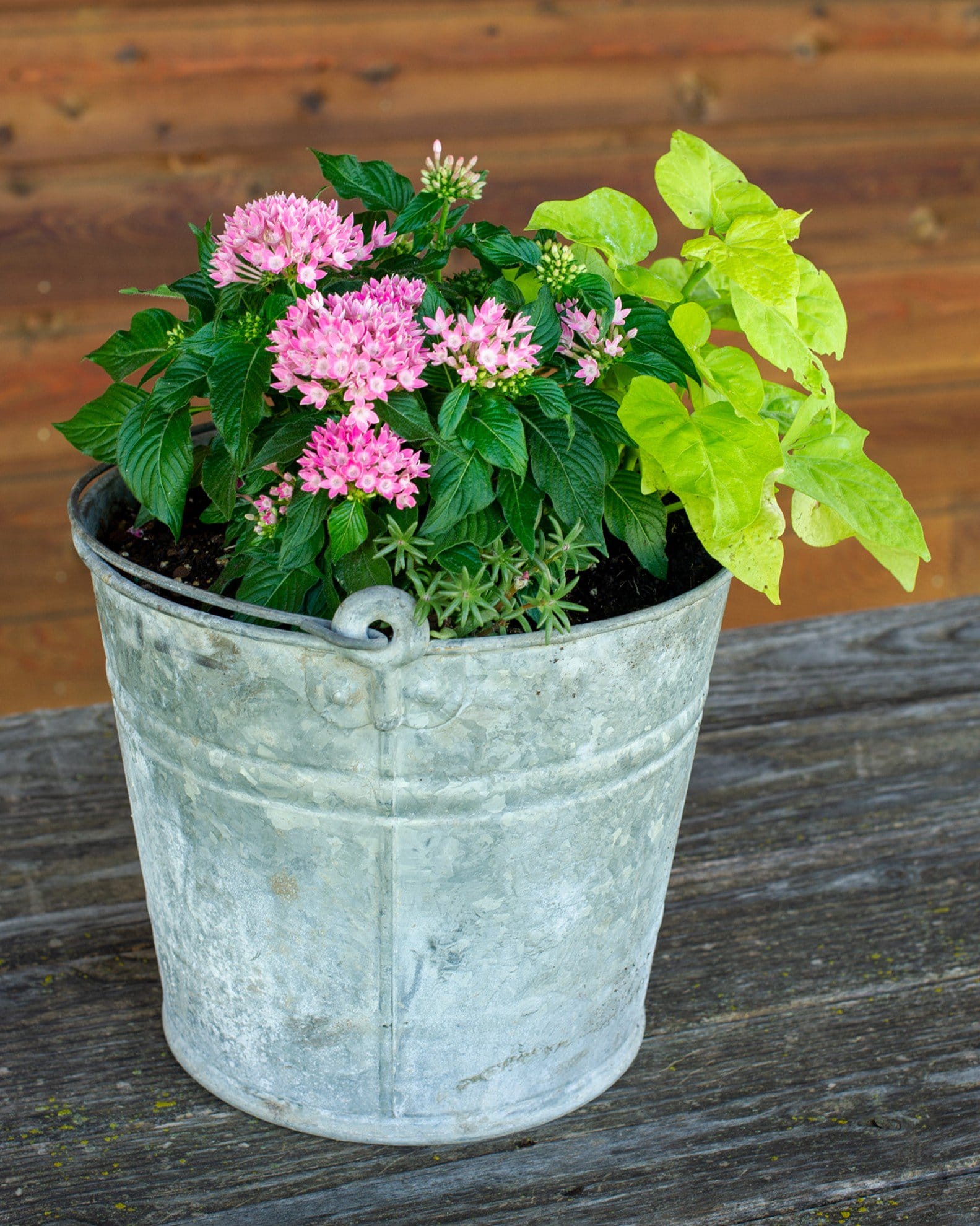 Marguerite Sweet Potato Vine - view 3
