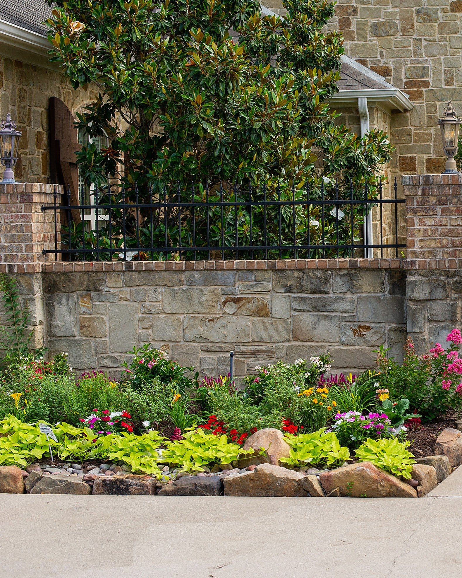 Marguerite Sweet Potato Vine - view 4