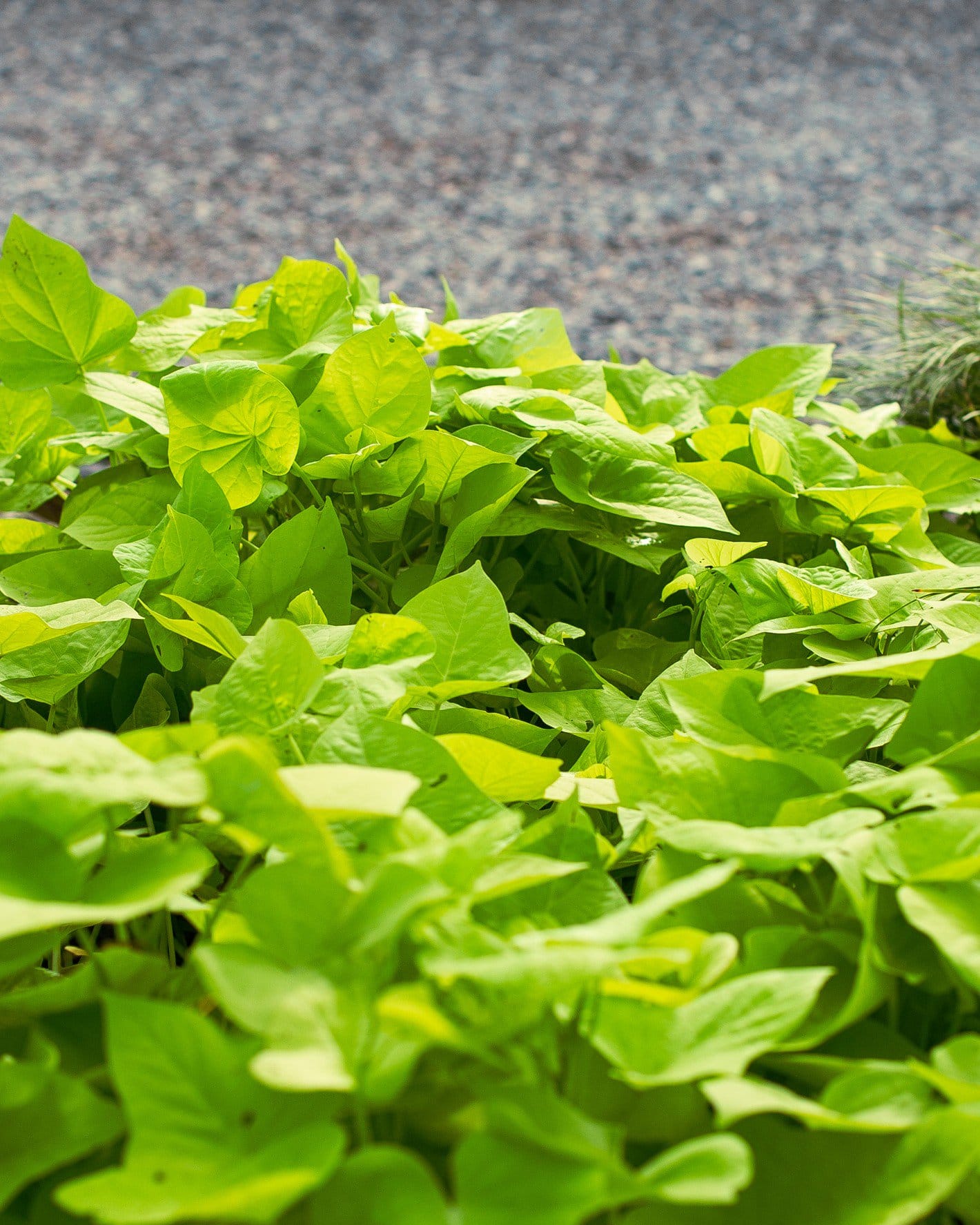 Marguerite Sweet Potato Vine - view 5