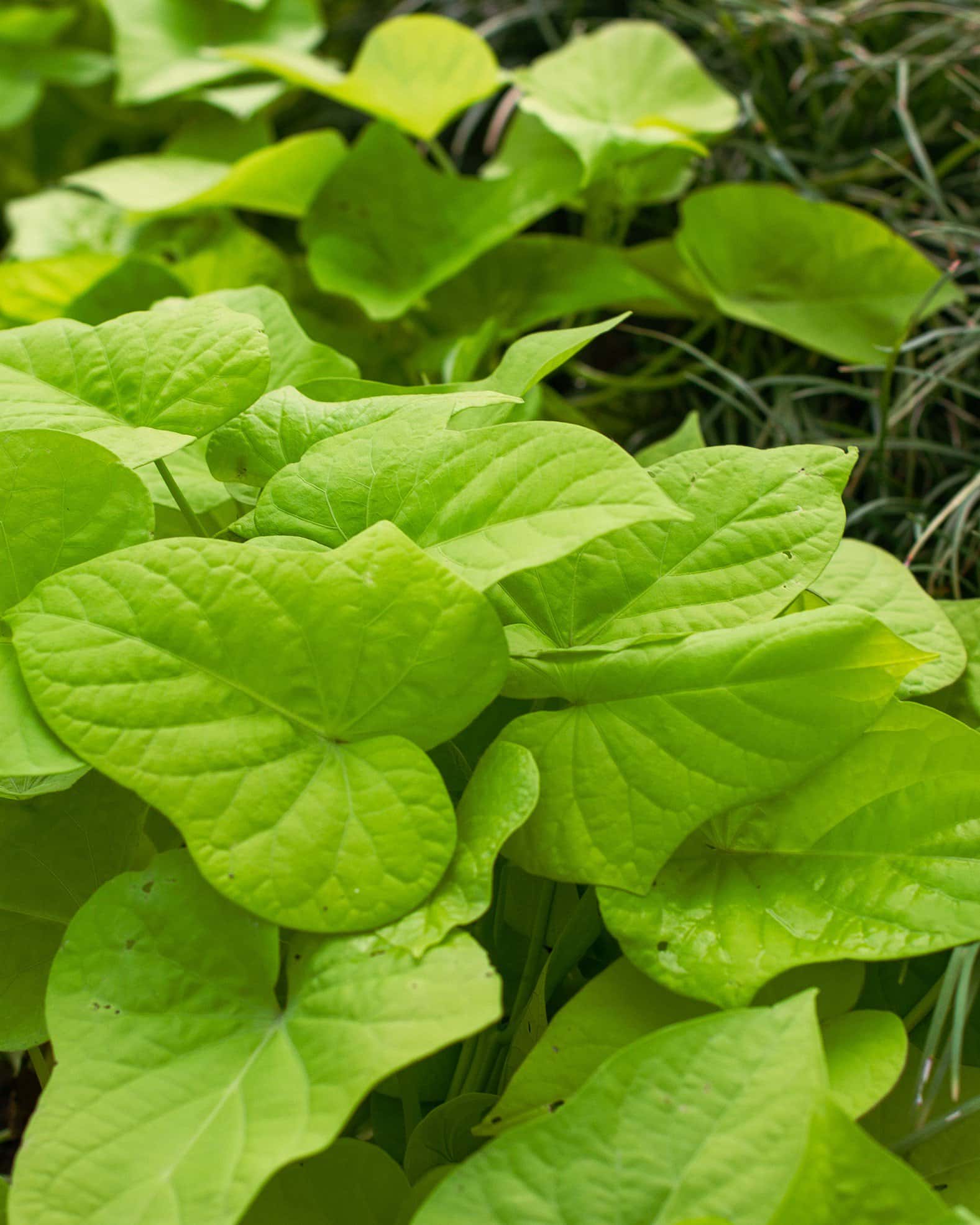 Marguerite Sweet Potato Vine - Image 6