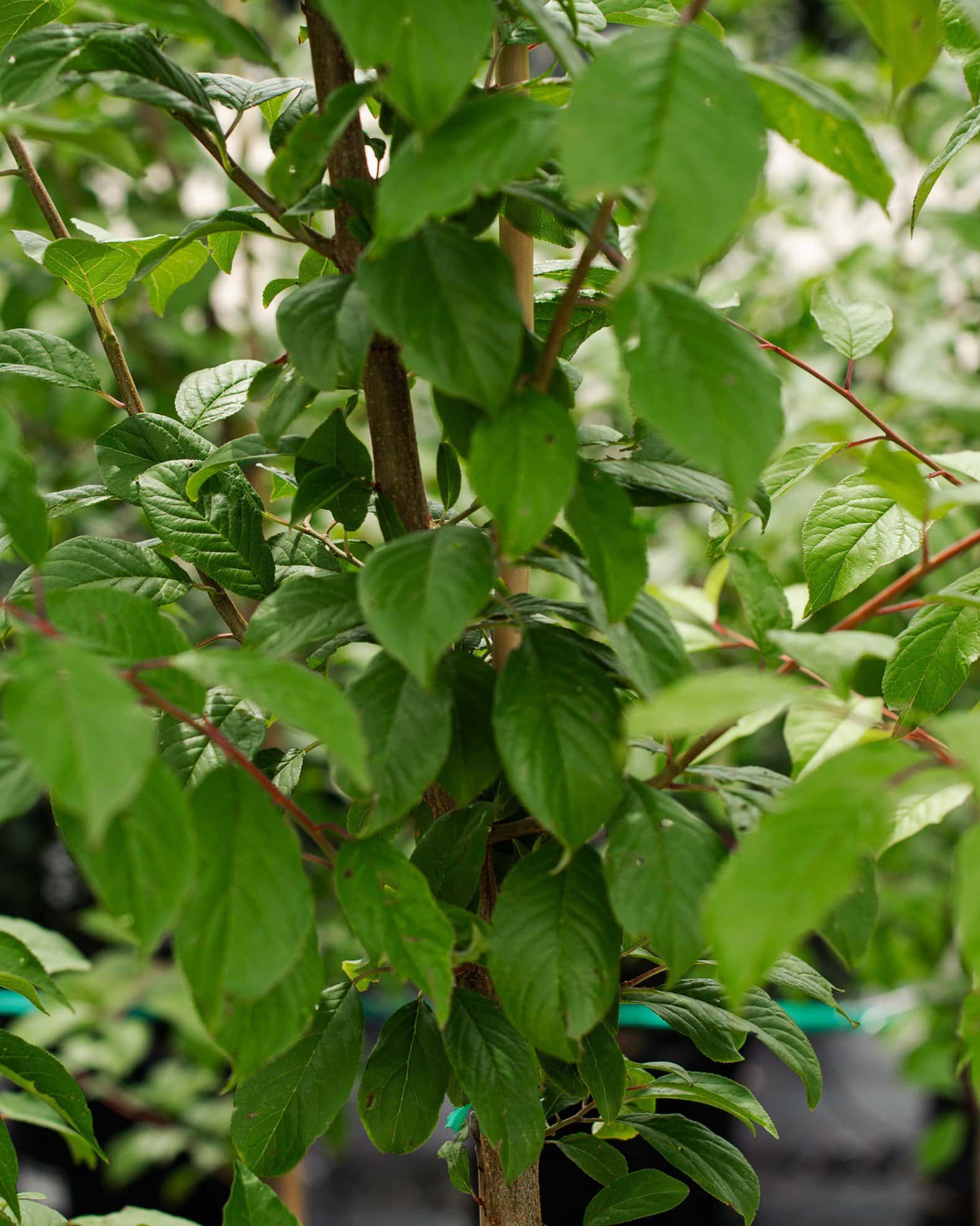 Methley Plum - Main Image
