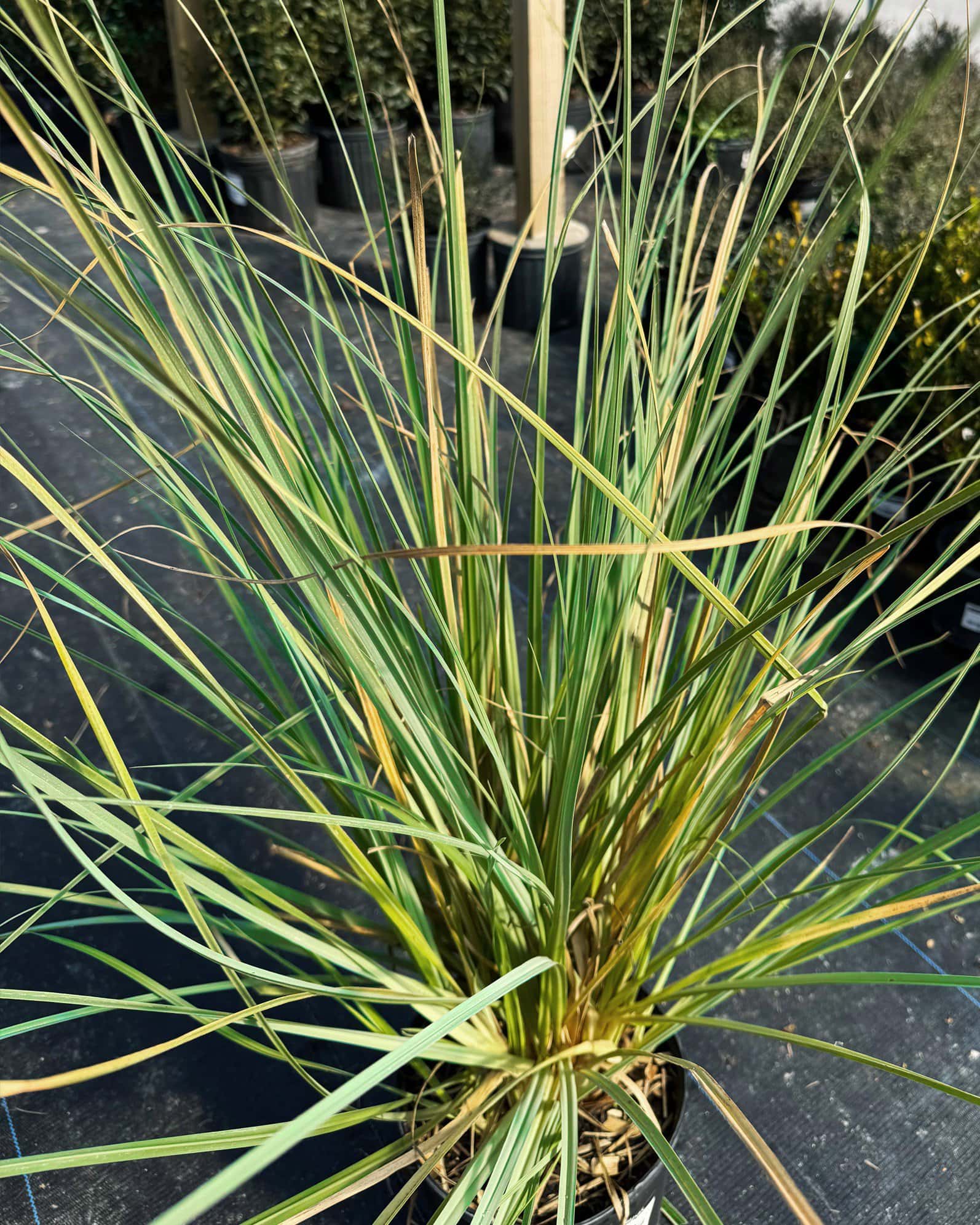 Pampas - Main Image