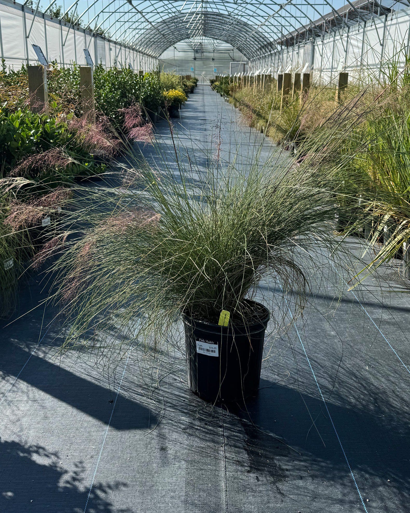 Pink Muhly - view 2