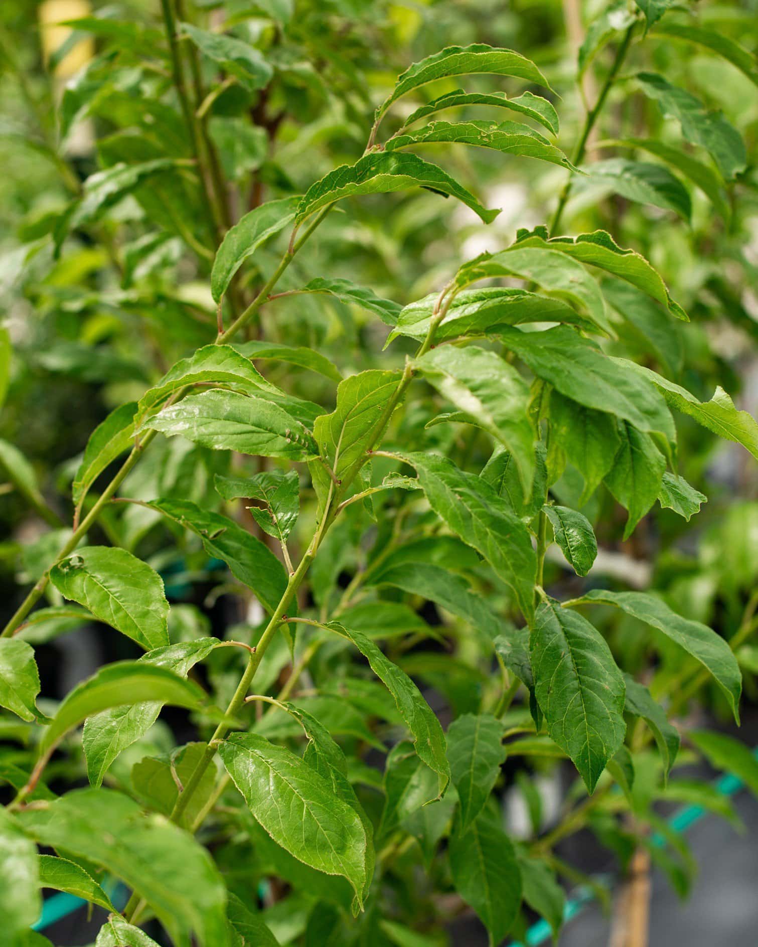Santa Rosa Plum - Main Image