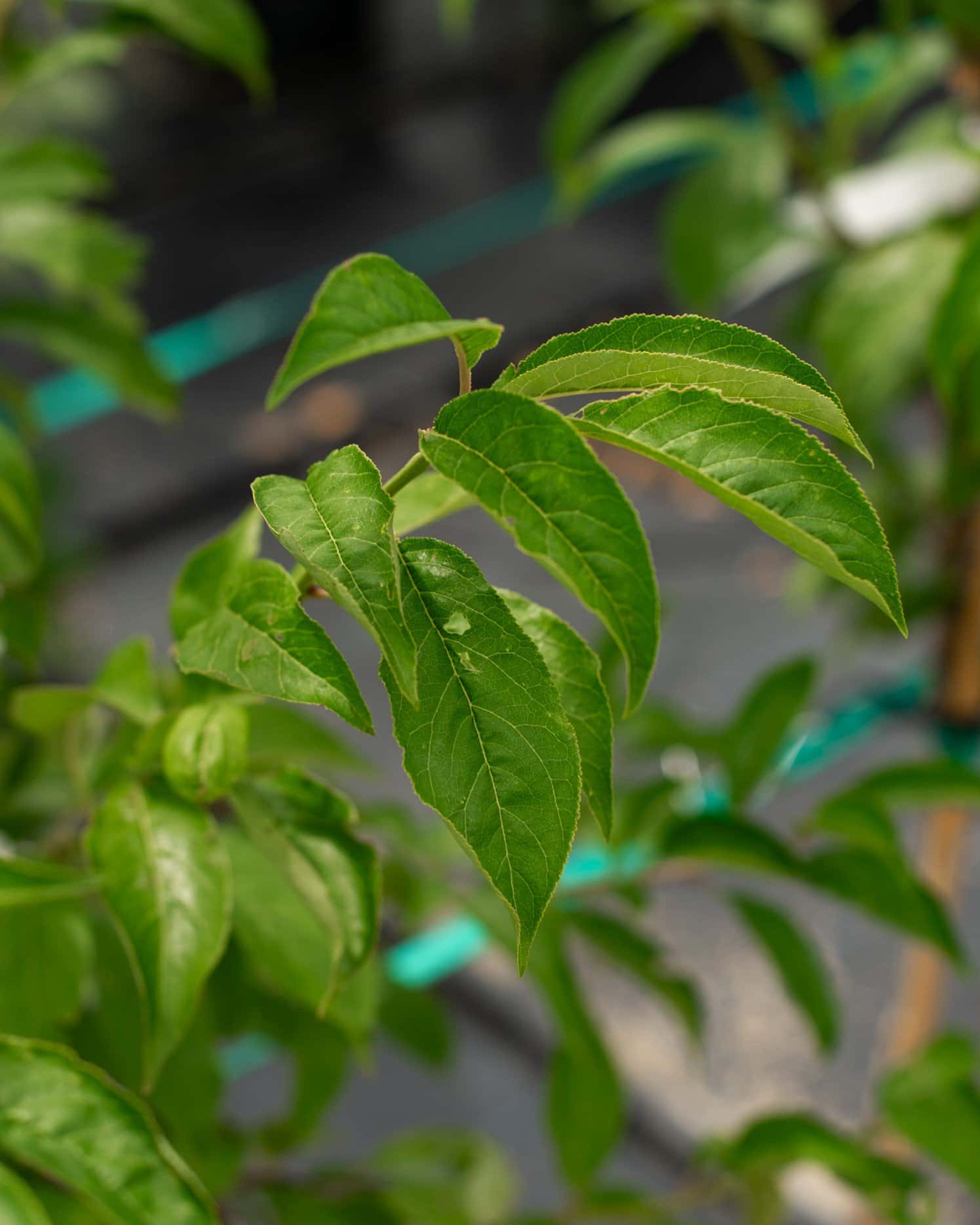 Santa Rosa Plum - Image 2