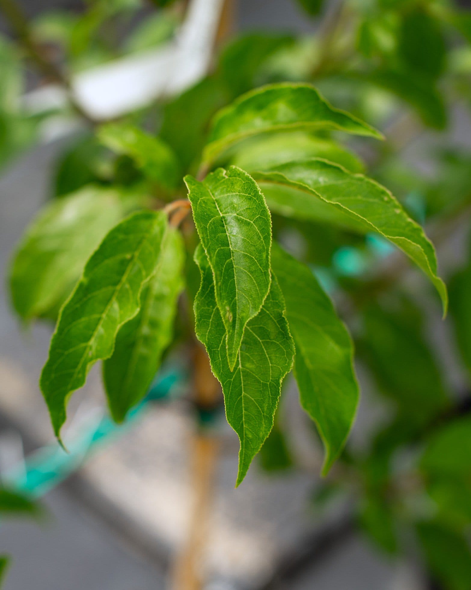 Santa Rosa Plum - view 2