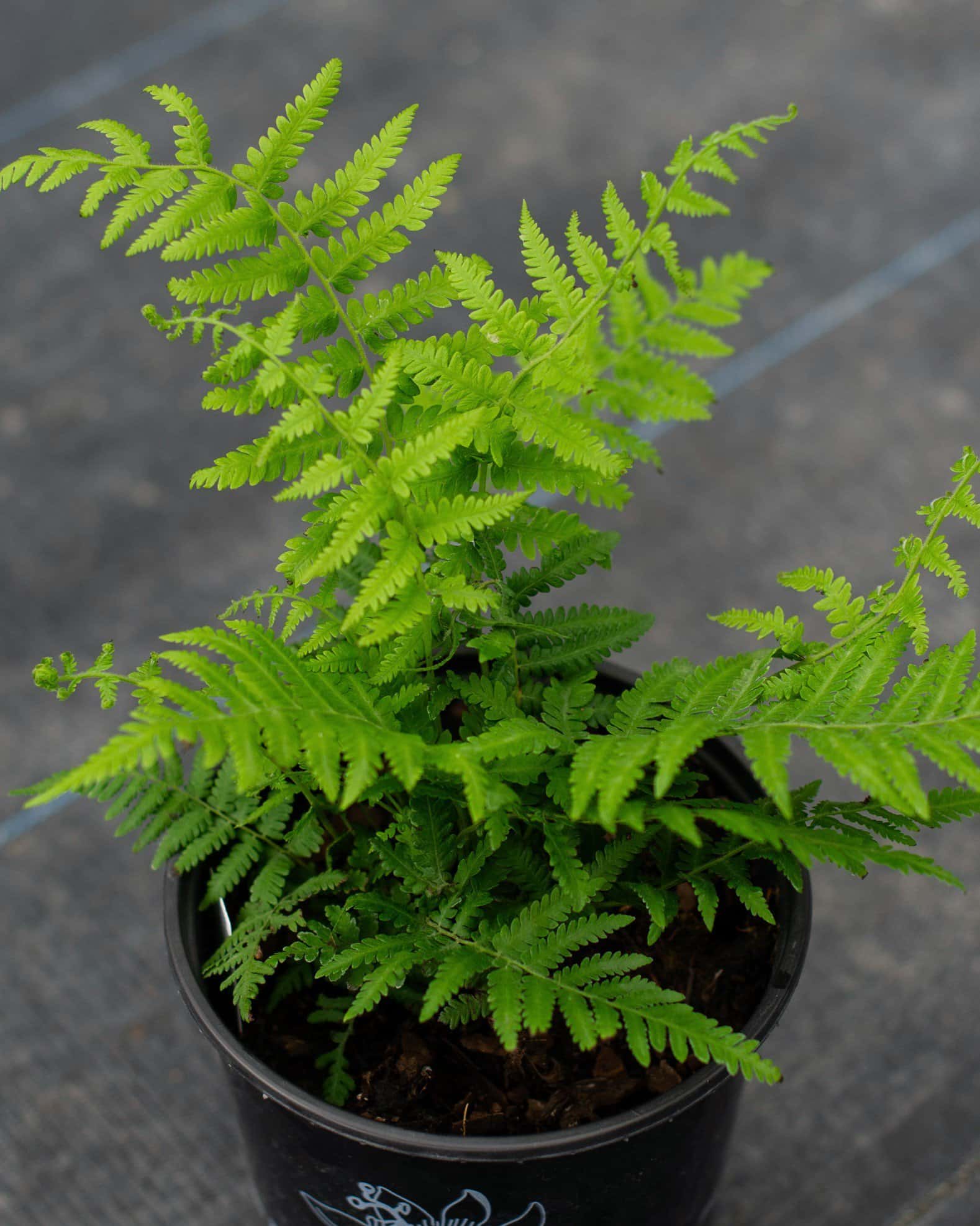 Southern Wood Fern - Main Image