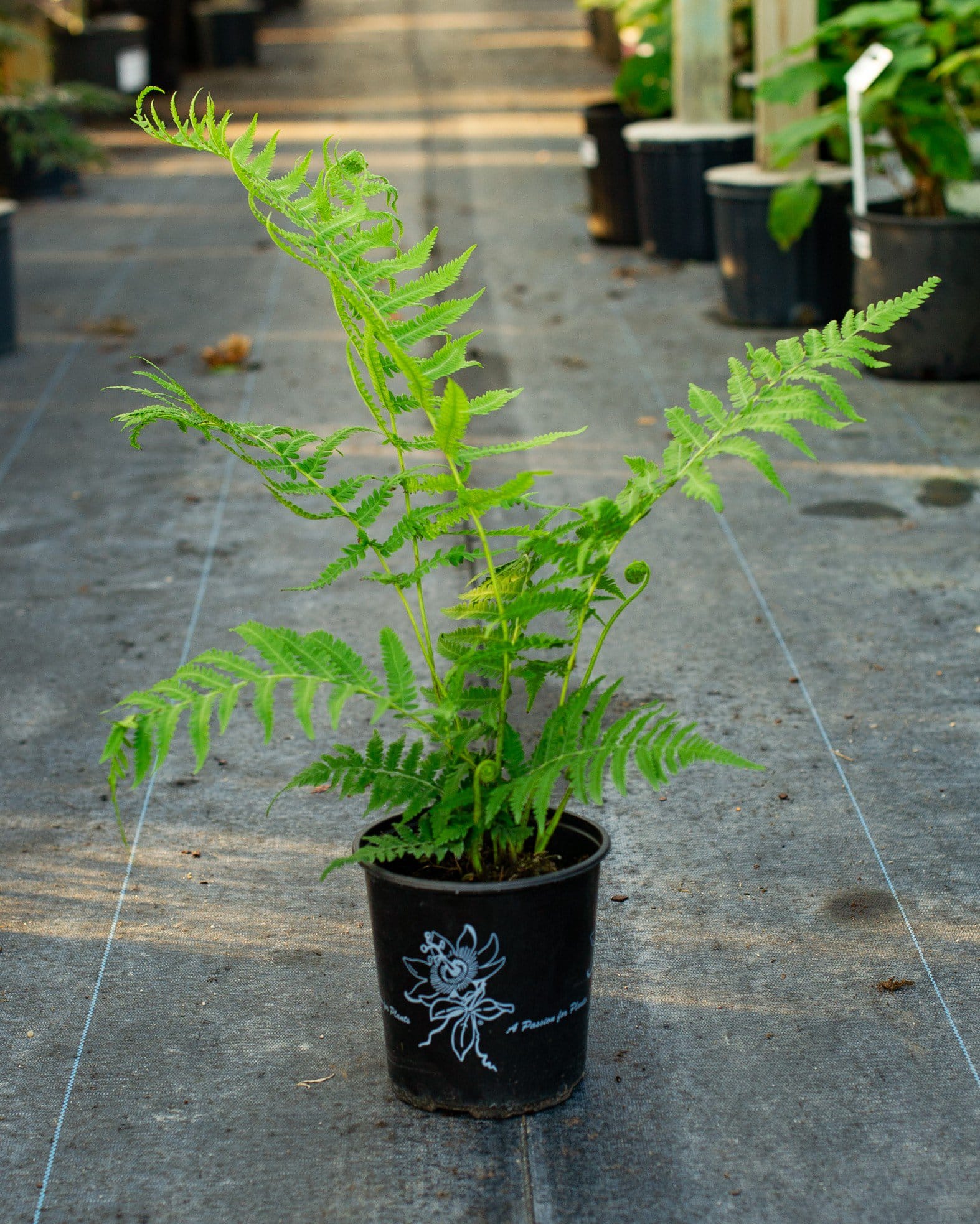 Southern Wood Fern - view 3