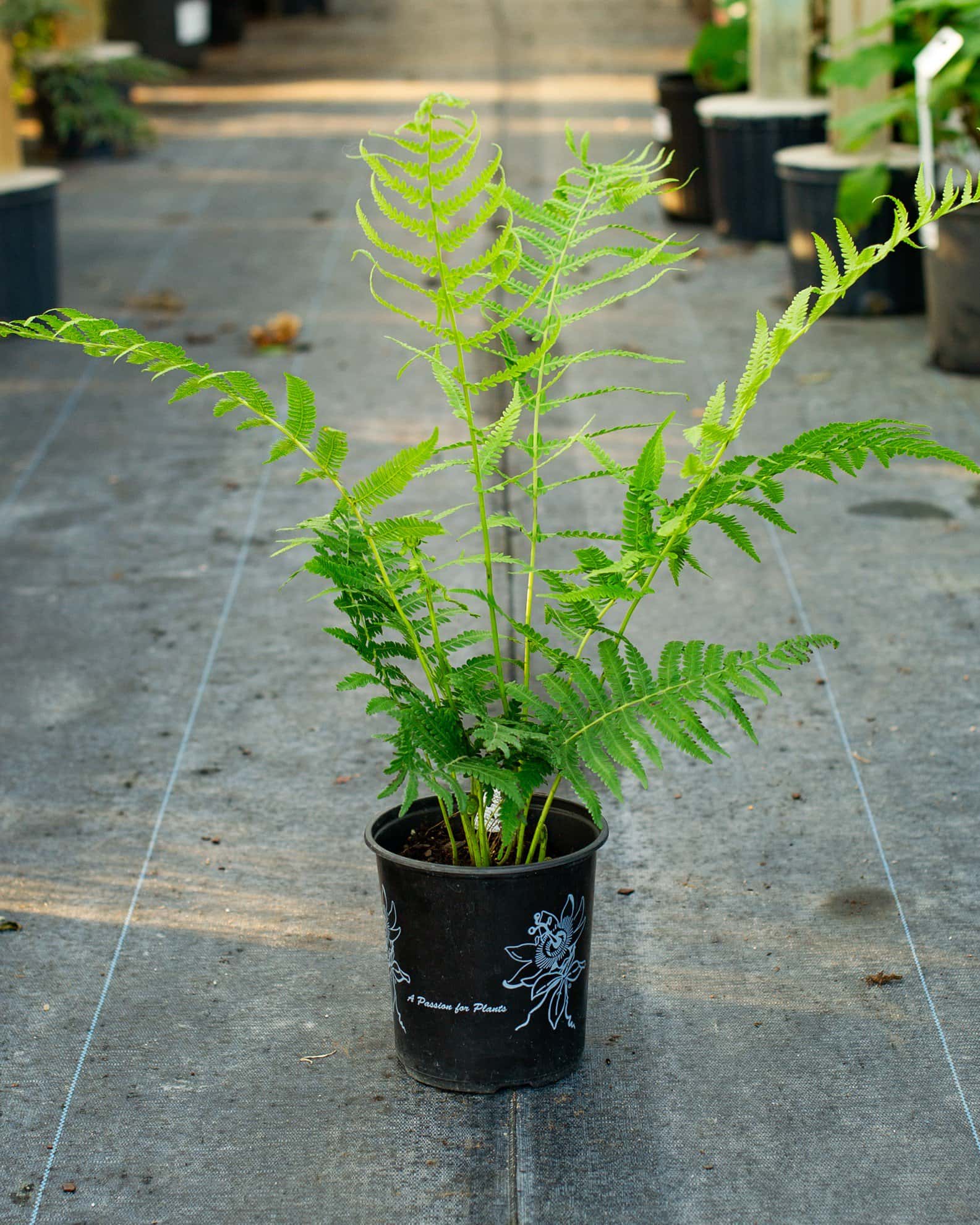Southern Wood Fern - Image 3